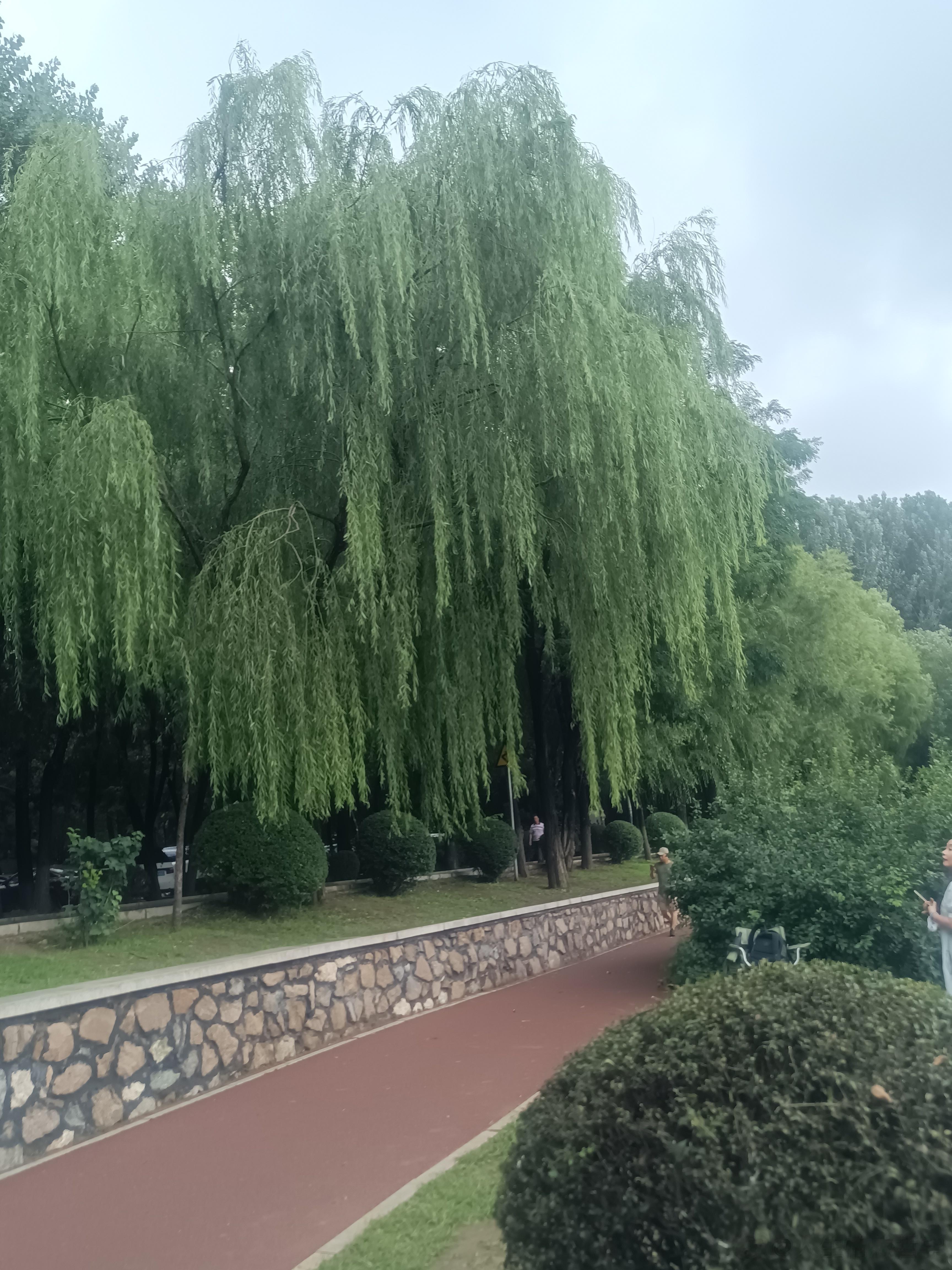 #人生感悟# 依赖任何人都是在自杀，你一定要明白，大树底下无大草，能为你遮风挡雨