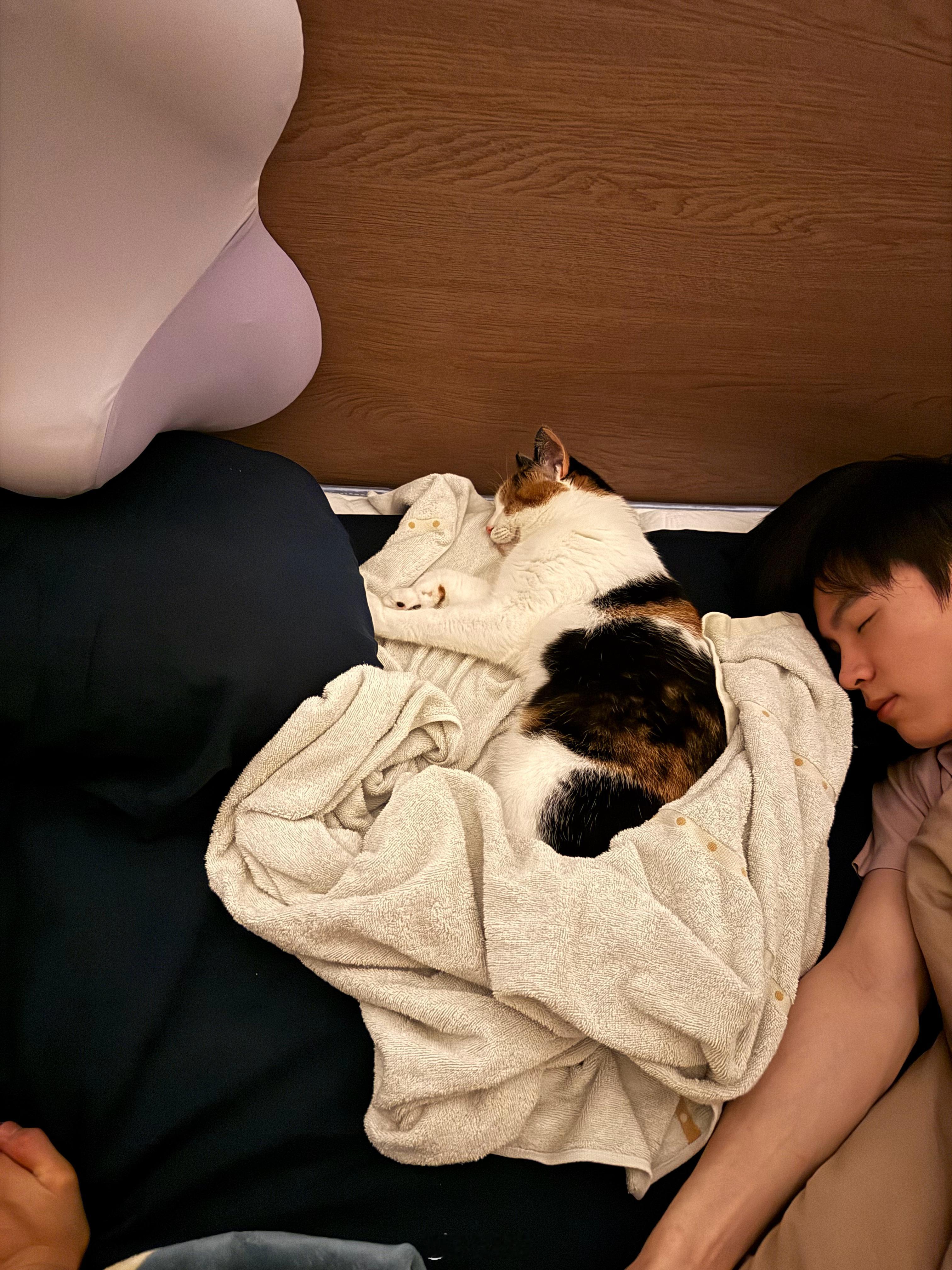 小猫睡中间特别特别特别乖垫了个浴巾就像人一样乖乖睡下一动不动，轻轻打呼噜 