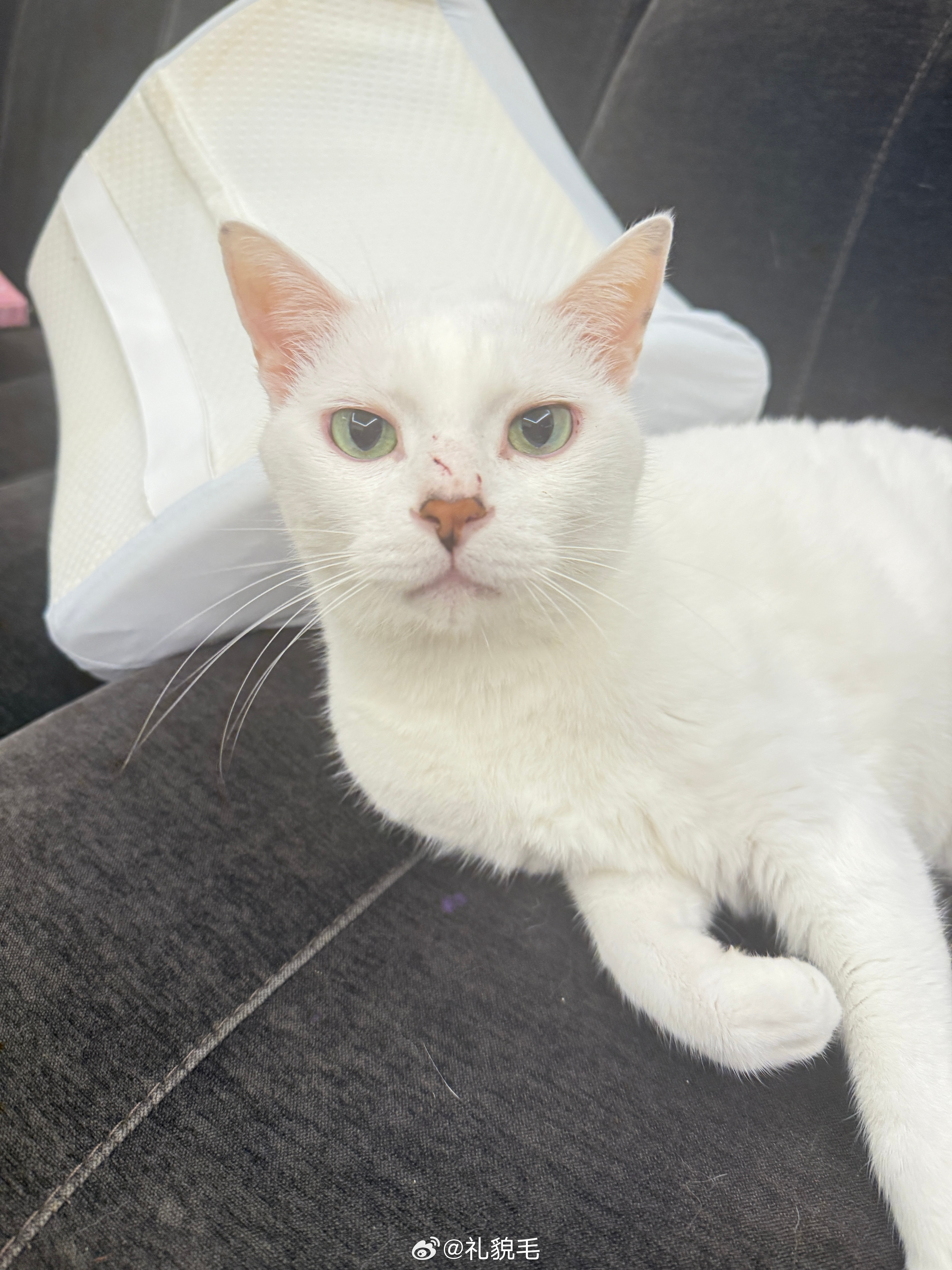 奴奴又去找打了luna来家里快一年了，无论我怎么努力他们仍旧是血海深仇，前几天不