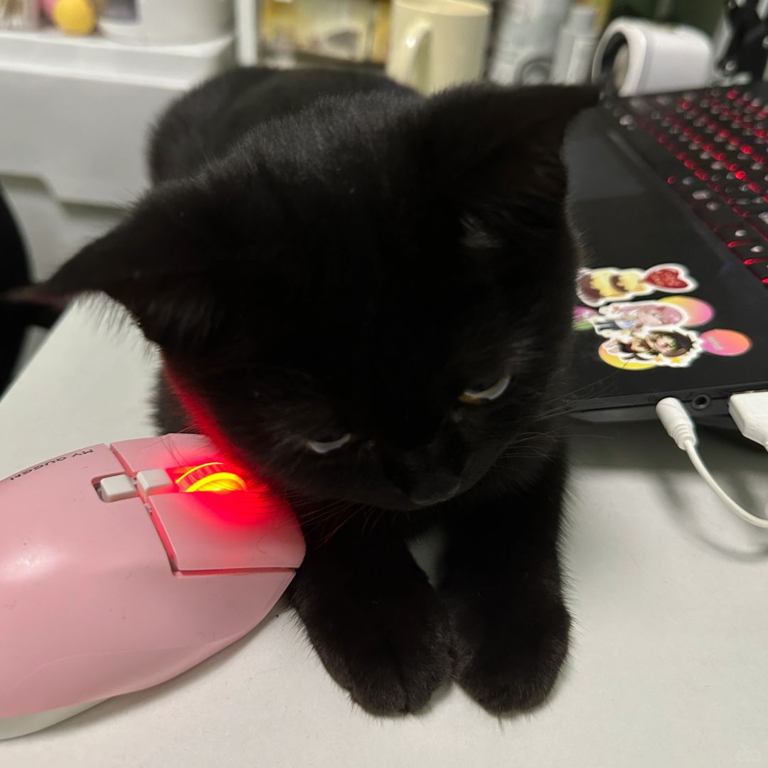 黑色趴趴熊、、