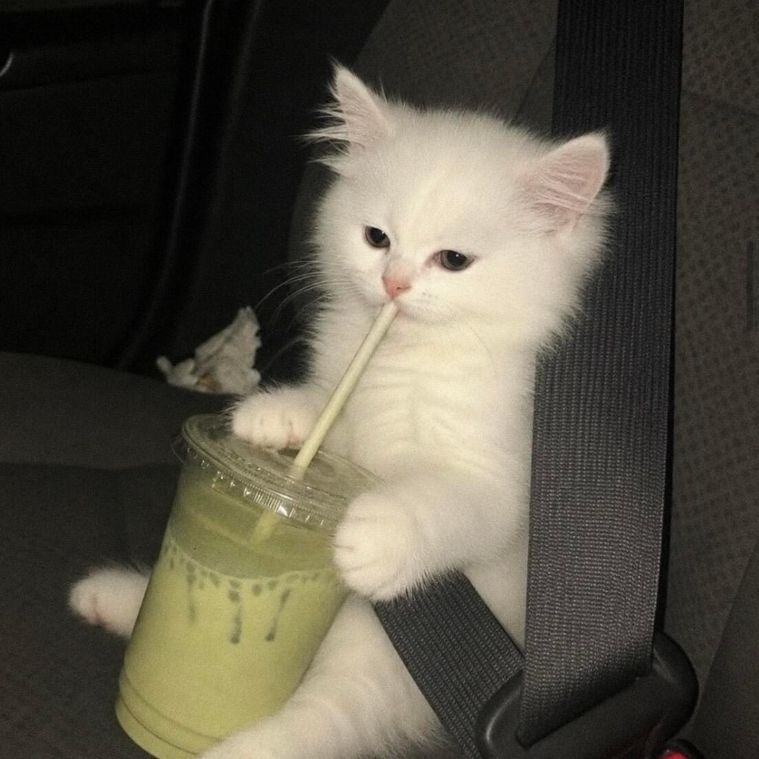 一期审美积累₊⁺ 🫓•ᴥ•🫓 