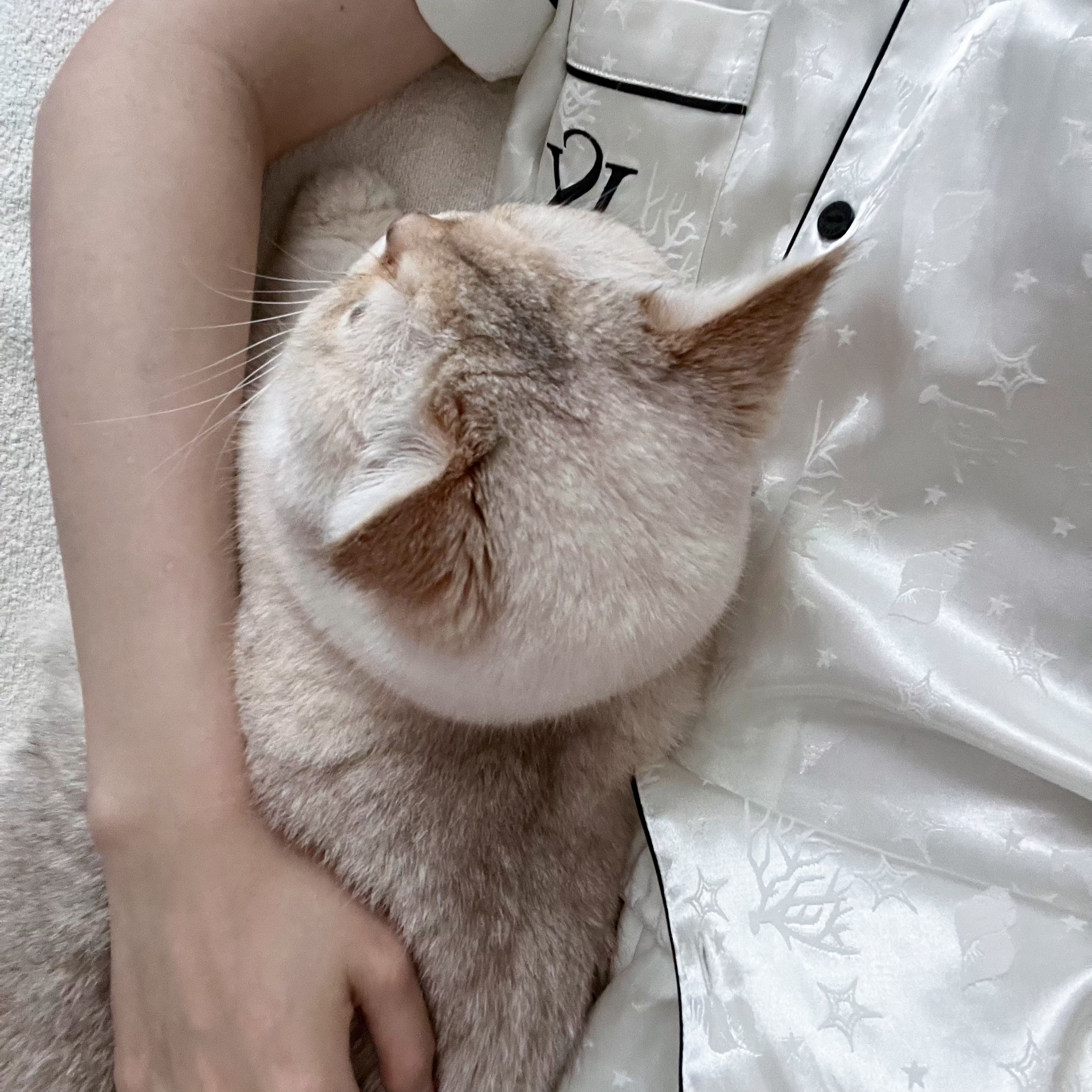 端午包好的 8=1的意思就是粽子晚上才吃那就晚上再补[馋嘴][馋嘴][馋嘴]嘻嘻