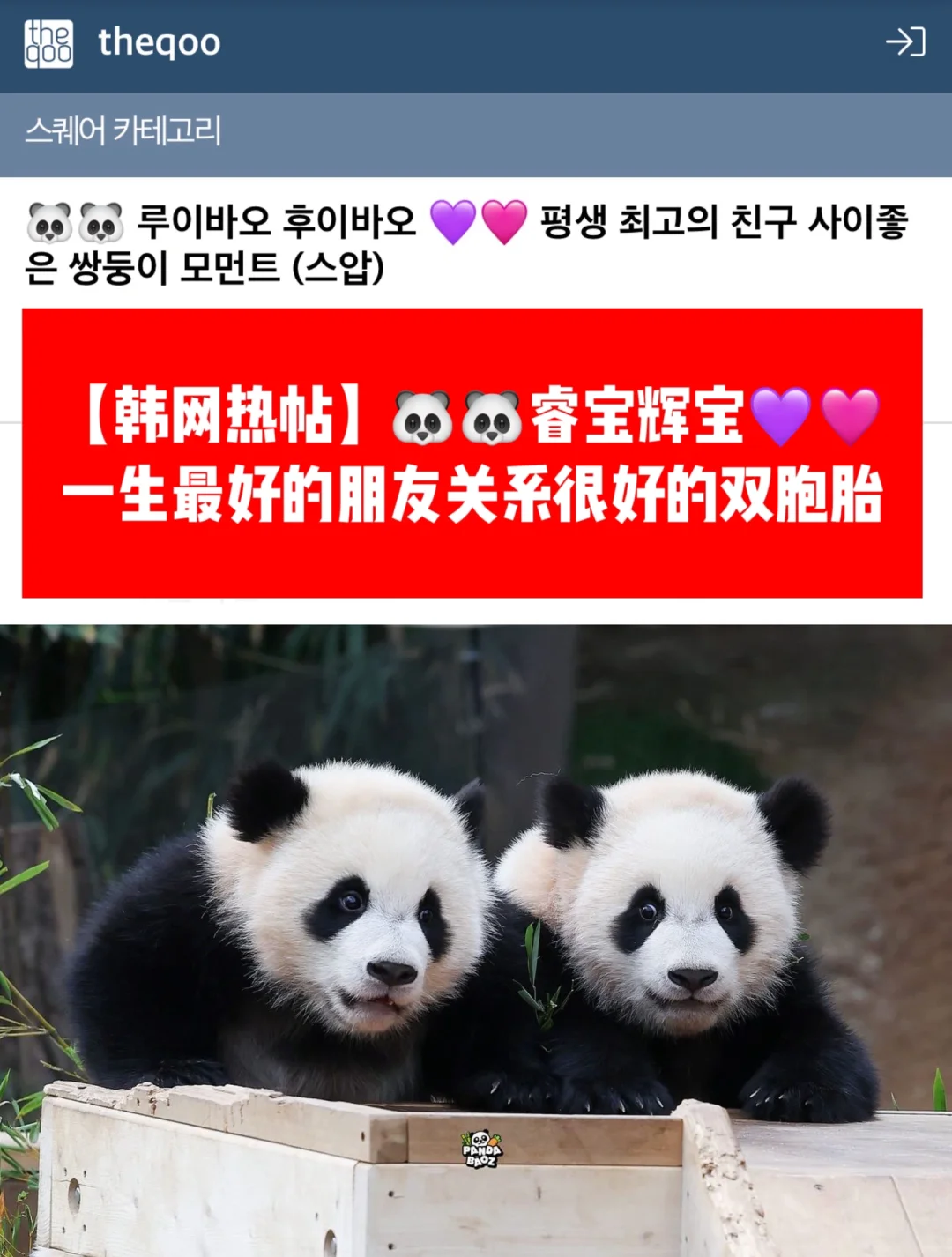 🔥热帖｜🐼🐼睿宝辉宝一生最好的朋友双胞胎