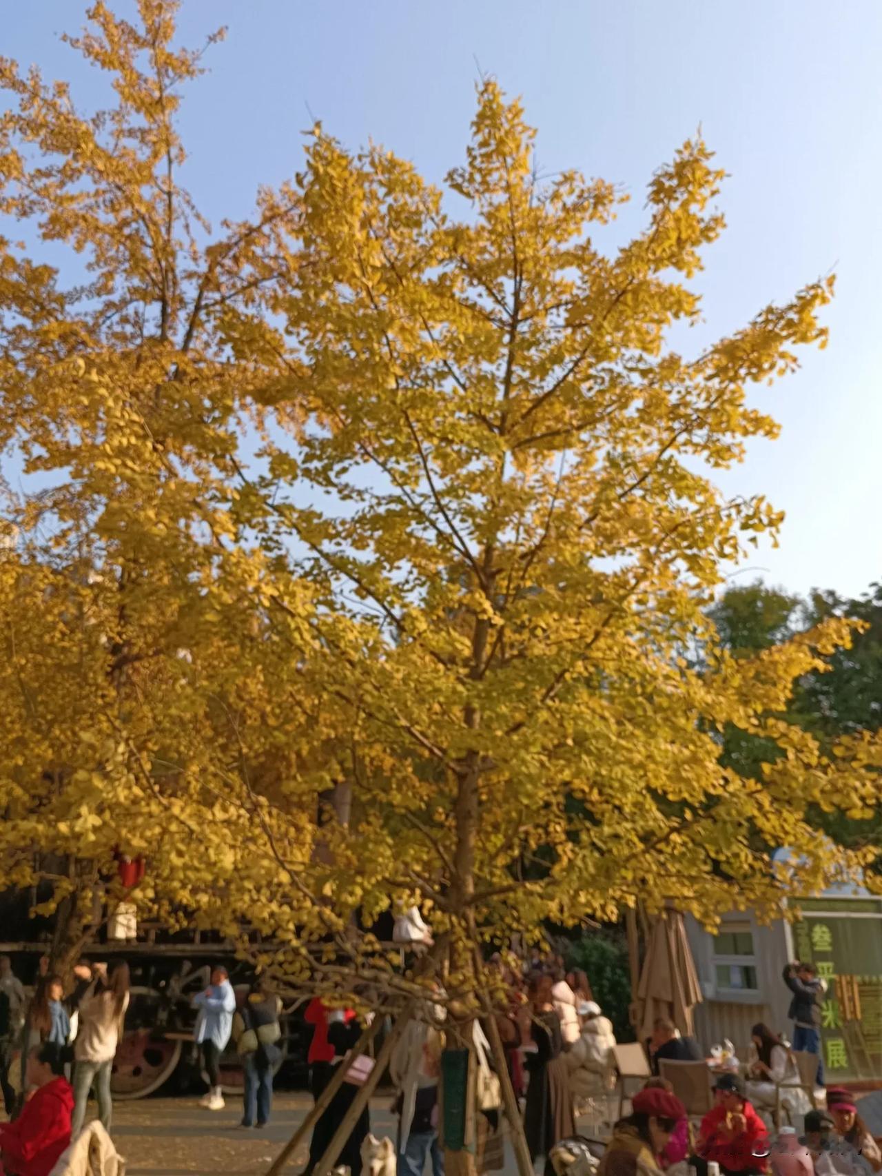 秋日暖阳下，金黄树影映衬下的悠闲时光。🍂🍁🍂
成都，又到了一年观赏银杏叶的