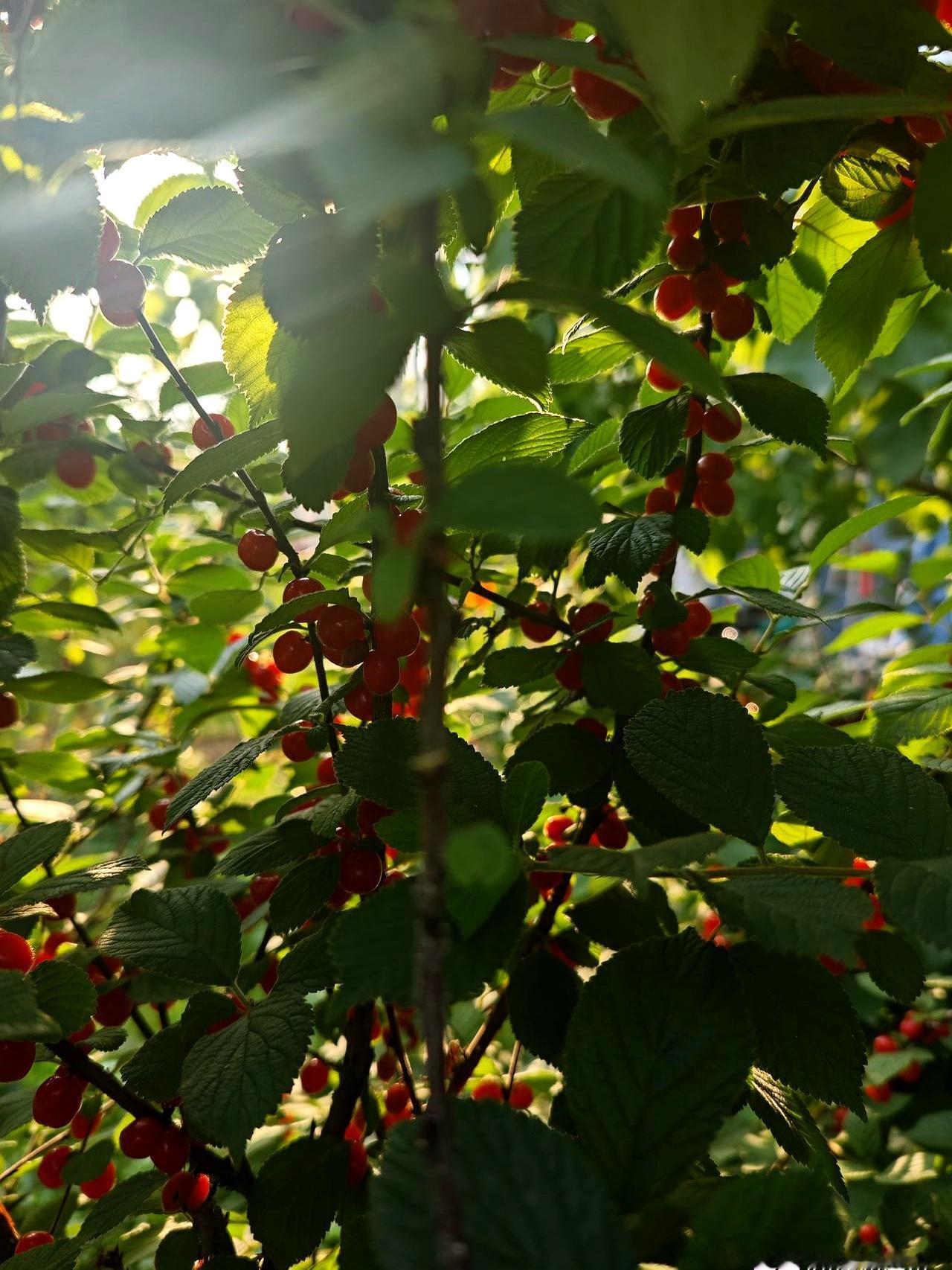 555分，算不算惊喜？
对别人来说可能只是个数字，但对我们家来说，这一刻真是松了