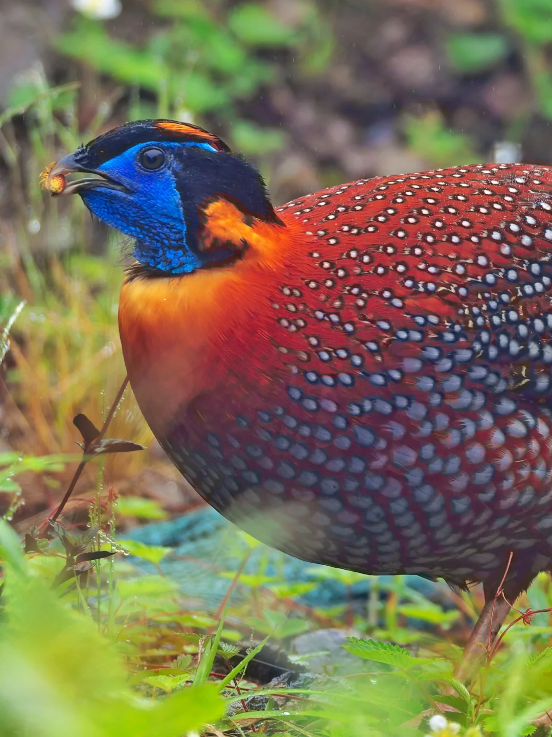 在龙苍沟的迷雾中看到红腹角雉在狂炫花花！
