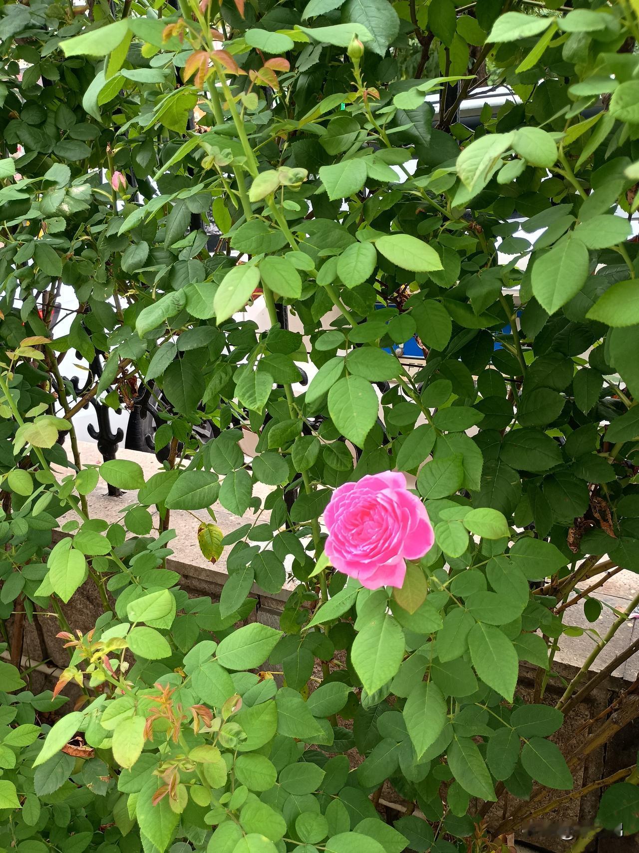 秋雨瑟瑟黄花瘦
夏风潇潇绿叶肥