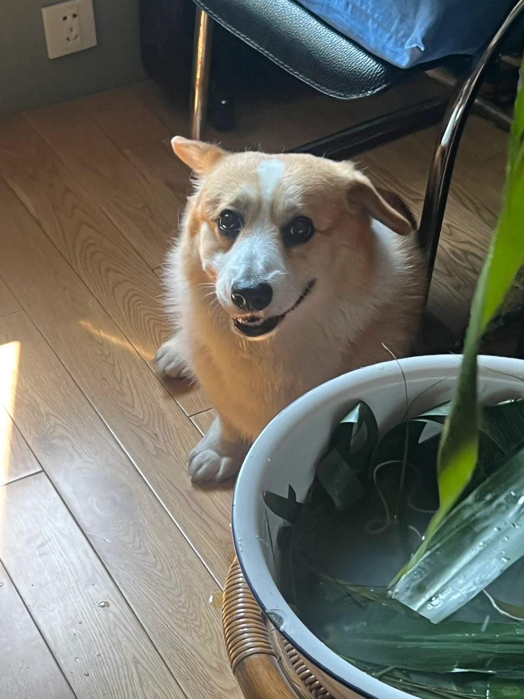 我在陪妈妈 我是陪伴犬