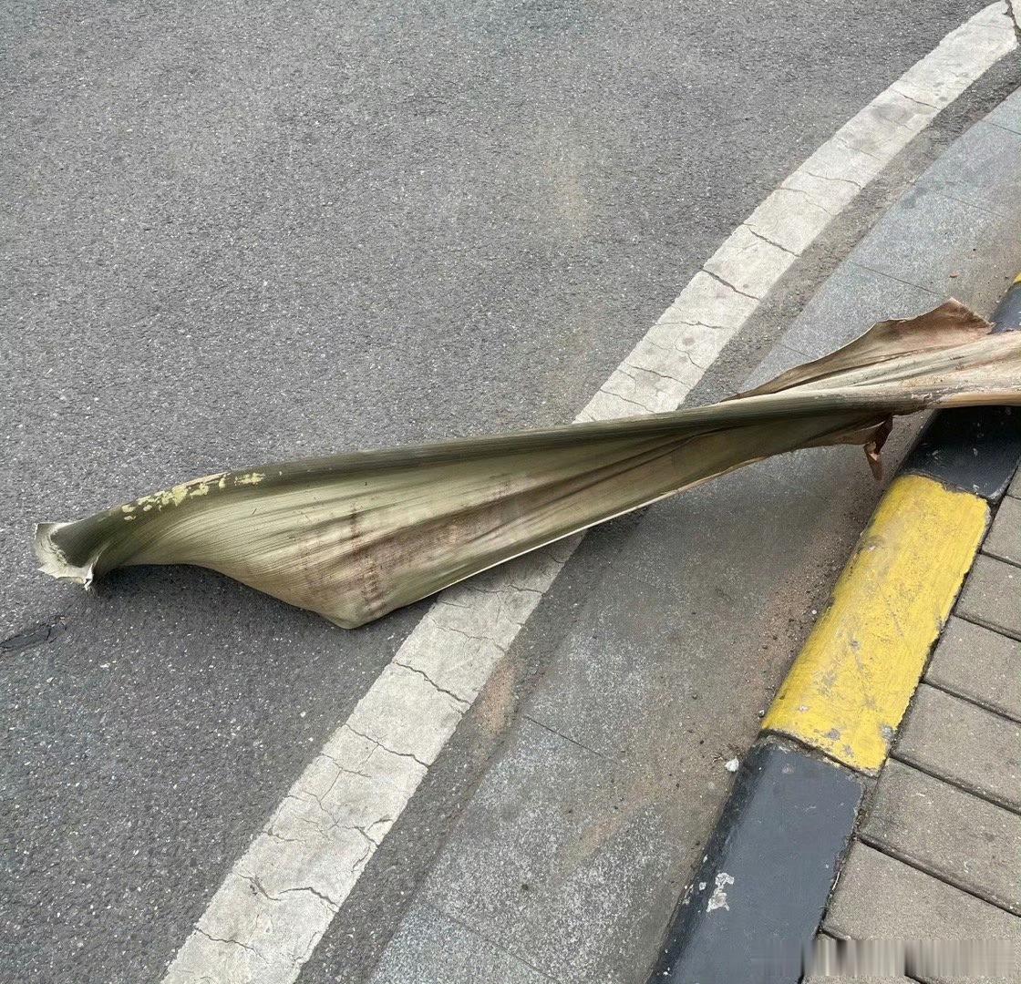女子散步被落叶砸成十级伤残瑟瑟发抖，看标题猜是广东 这是掉我面前的