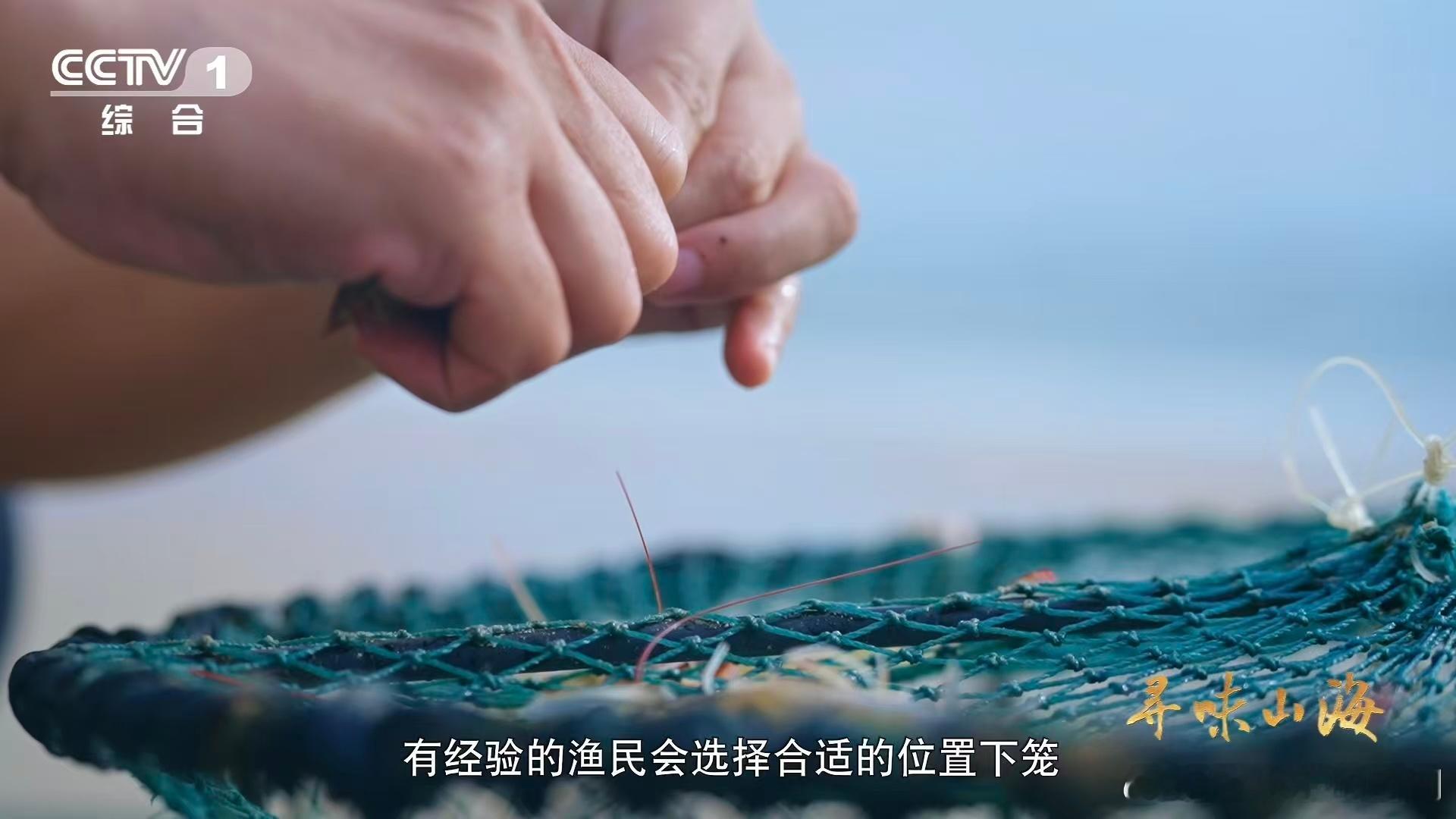 河豚牙口强得可怕福建人养出了无毒级河豚 呆萌河豚竟是“咬合力王者”，硬壳食物轻松