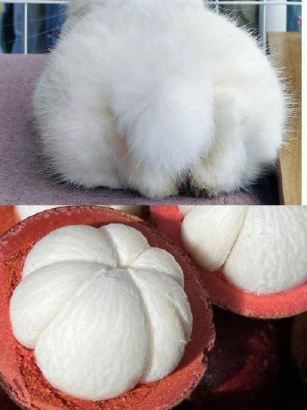 14138🐇【你还敢吃】山竹吗？ 