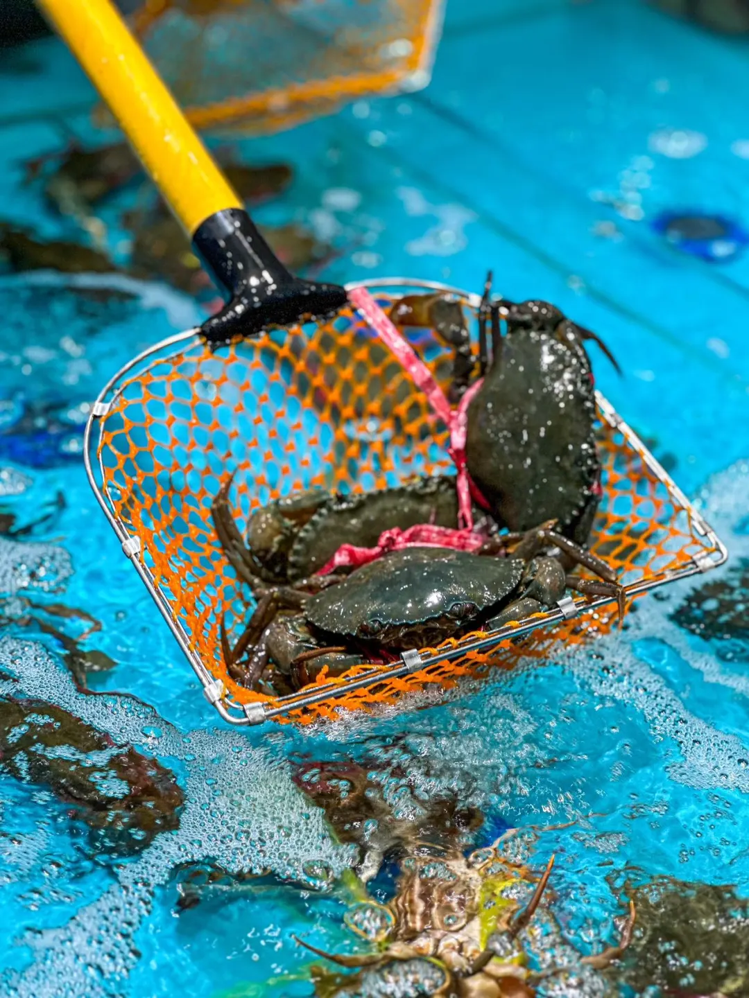 沙湖这家新开的海鲜🦞火锅，我愿意天天来