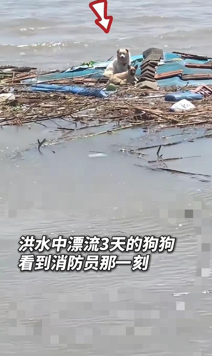 谁能忍住不心疼洪水里拼尽全力求生的小狗，短短几天多地暴雨引发积水洪流，无数毛孩子