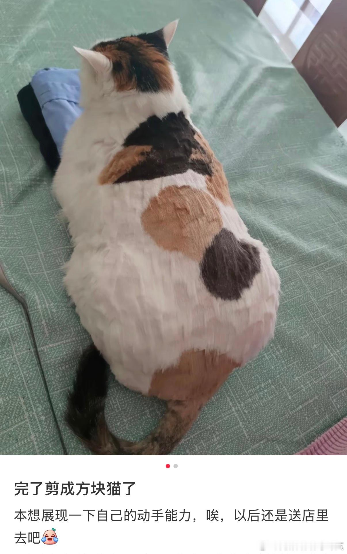 手动把小猫剪成方块猫了 