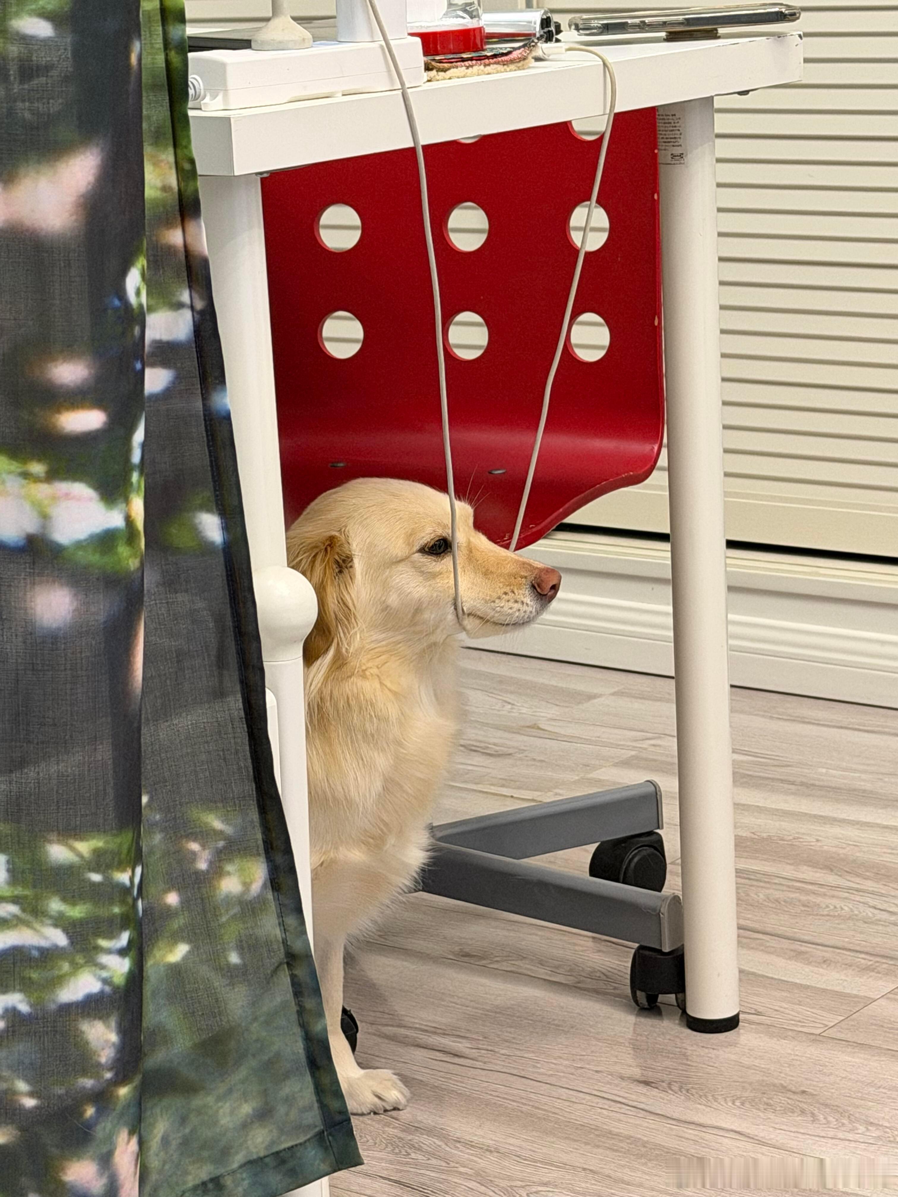 小狗迷惑行为哈哈哈哈哈哈哈哈哈哈哈哈哈哈哈哈 