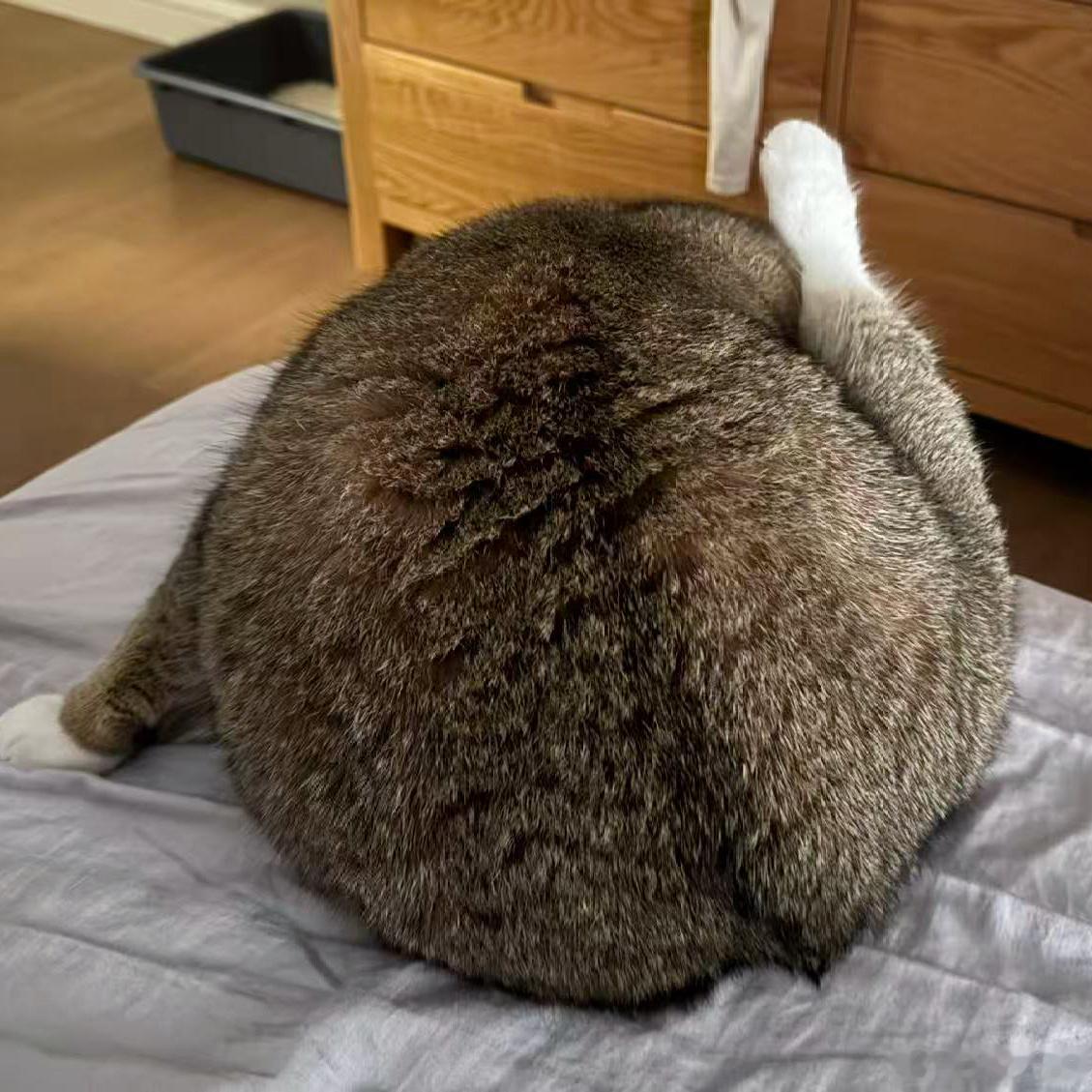 小猪丑照X3 