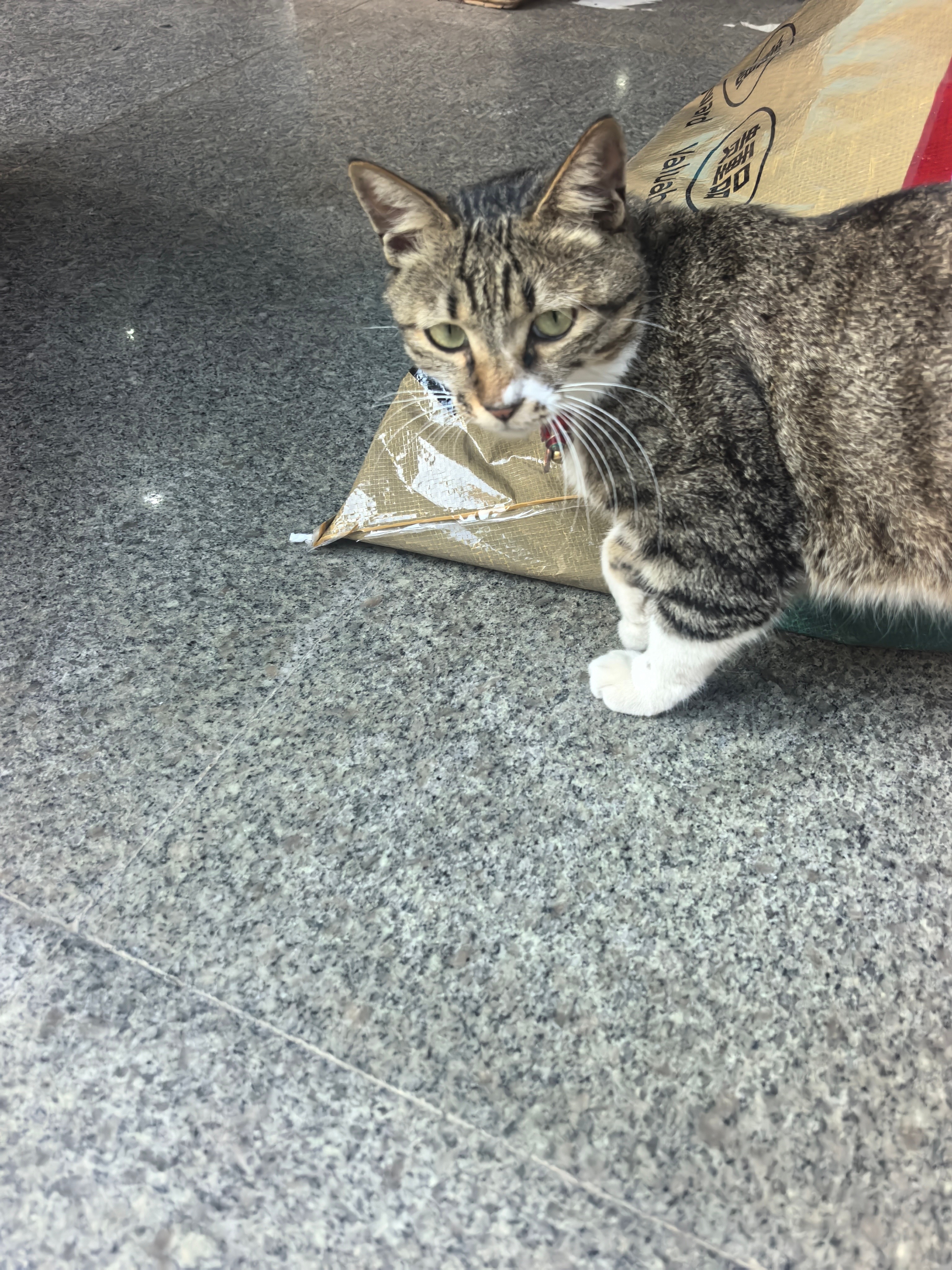 15165只狸此猫的小嘴努子很萌有人懂吗 