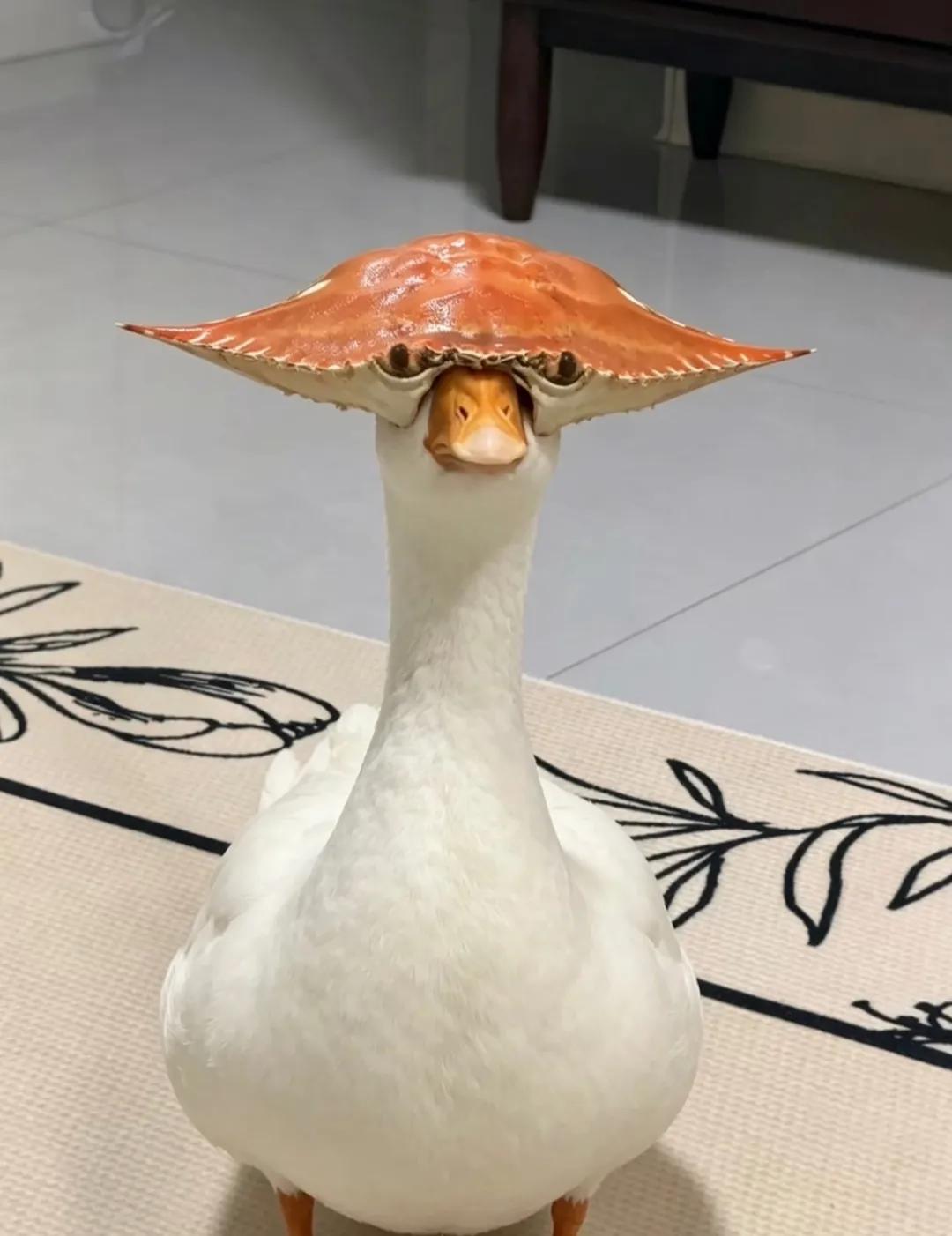 长脖梭子蟹怪，你见过吗？