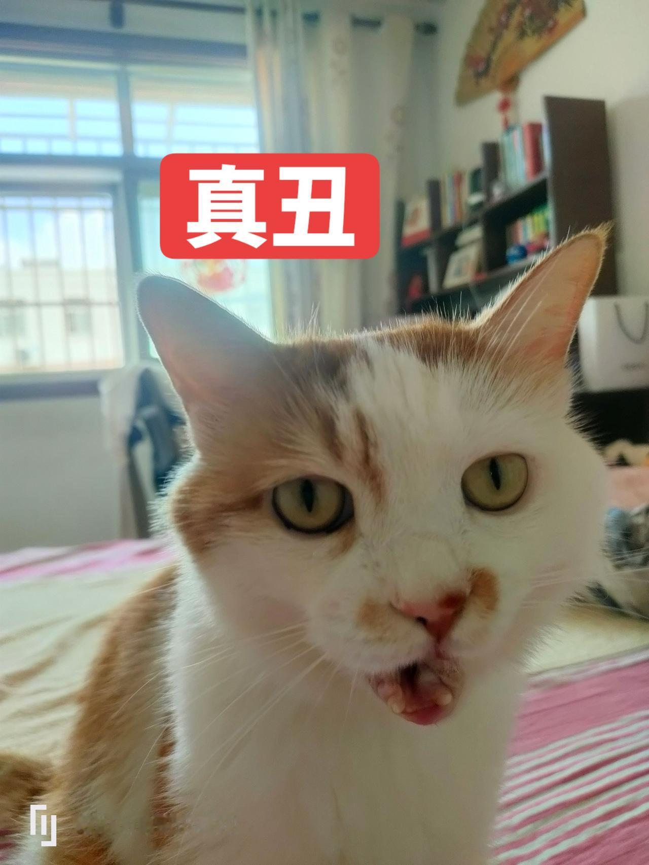 @抖音小助手 @DOU+上热门
