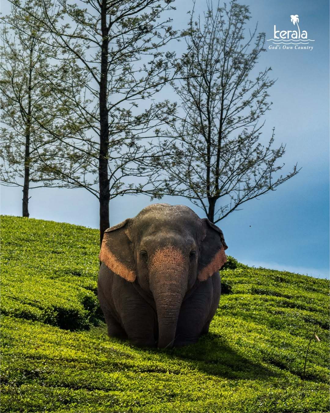 象宝：换个景再来一张📸 