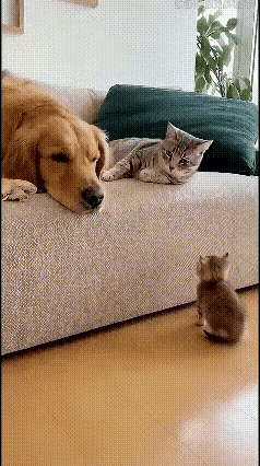 沙发上上演的这一幕，承包了我一整天的笑点！
 
金毛老老实实瘫在沙发上装死，下一