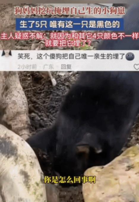 “解释不清了！”广东，一只黑狗生下了五个幼崽，四黄一黑。不料幼崽落地，狗妈竟当众