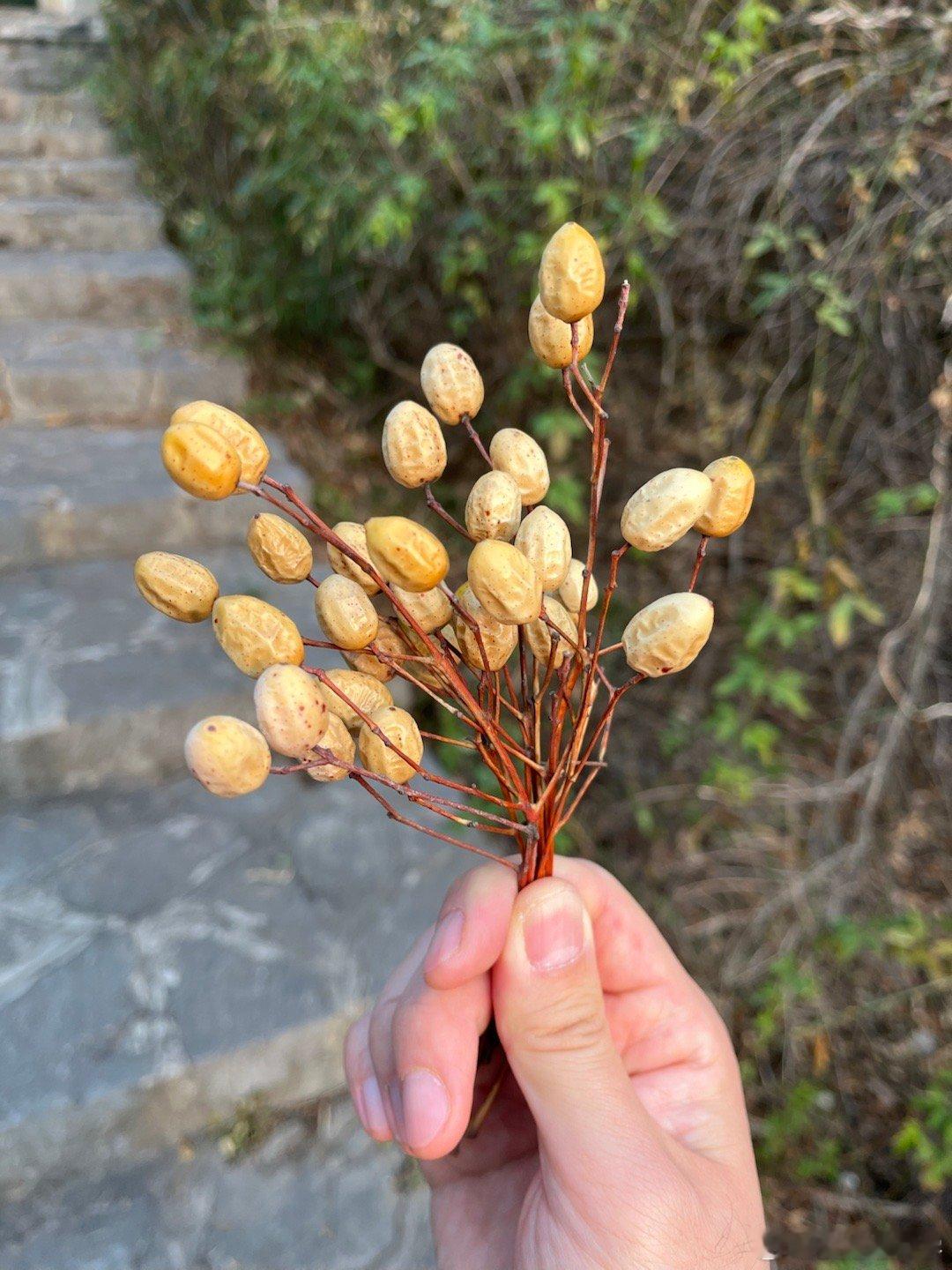 为什么老是看不到有鸟吃【苦楝】的果子。 南京