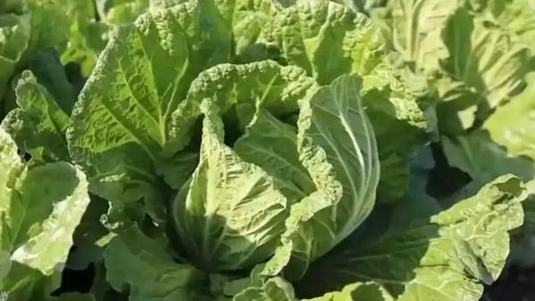 近年来，随着中国地理标志产品的推广和认知度提升，市场上出现了越来越多打着“地理标