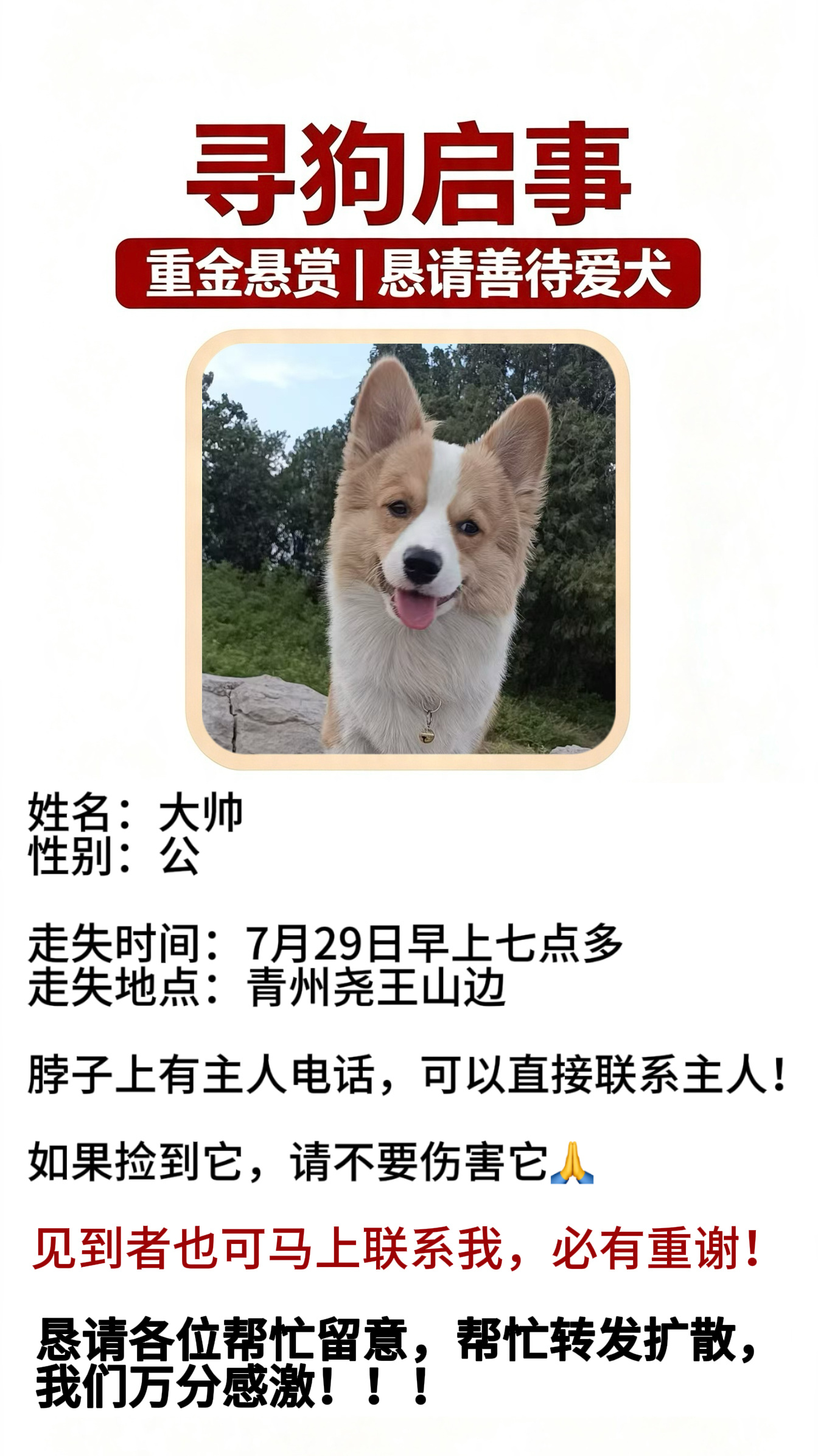 我家柯基的好朋友，大帅，公狗，7月29日早上七点多，在尧王山边跑丢，脖子上有主人