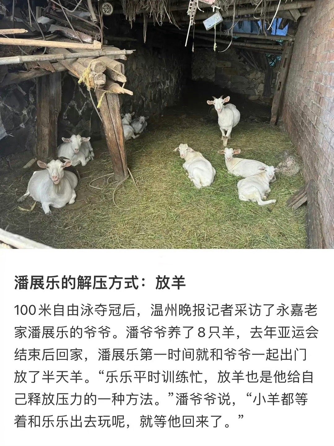 潘展乐解压的方式：放羊“小羊都等着和乐乐出去玩呢，就等他回来了”#全民聊奥运# 