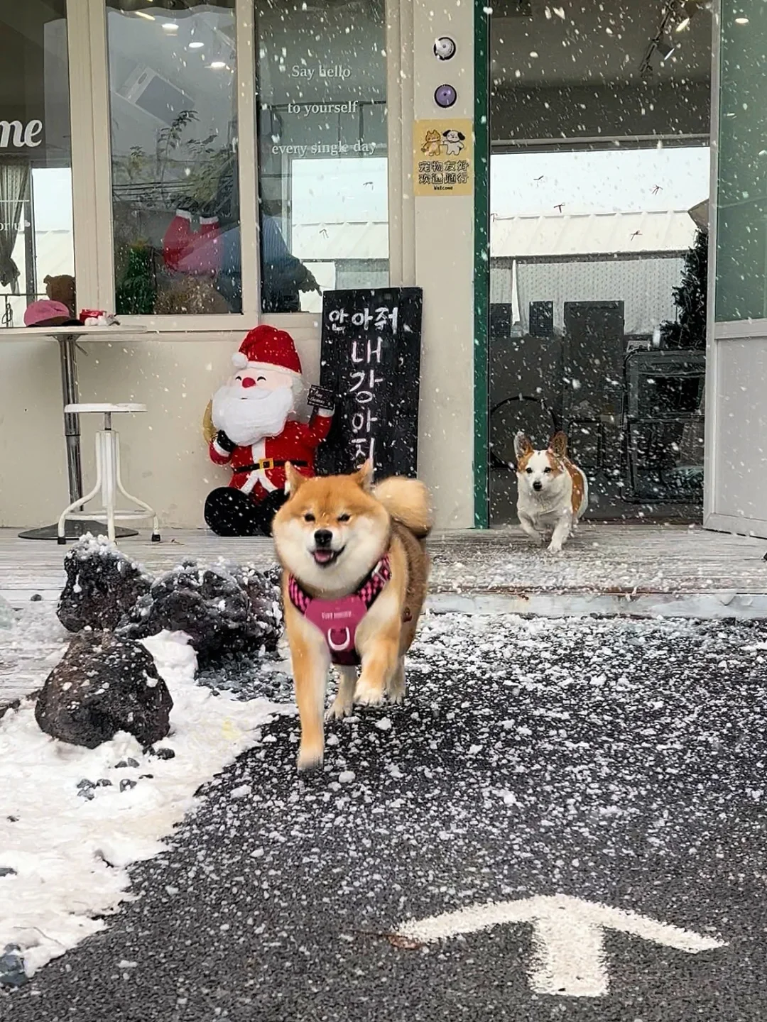 真糖霜小面包