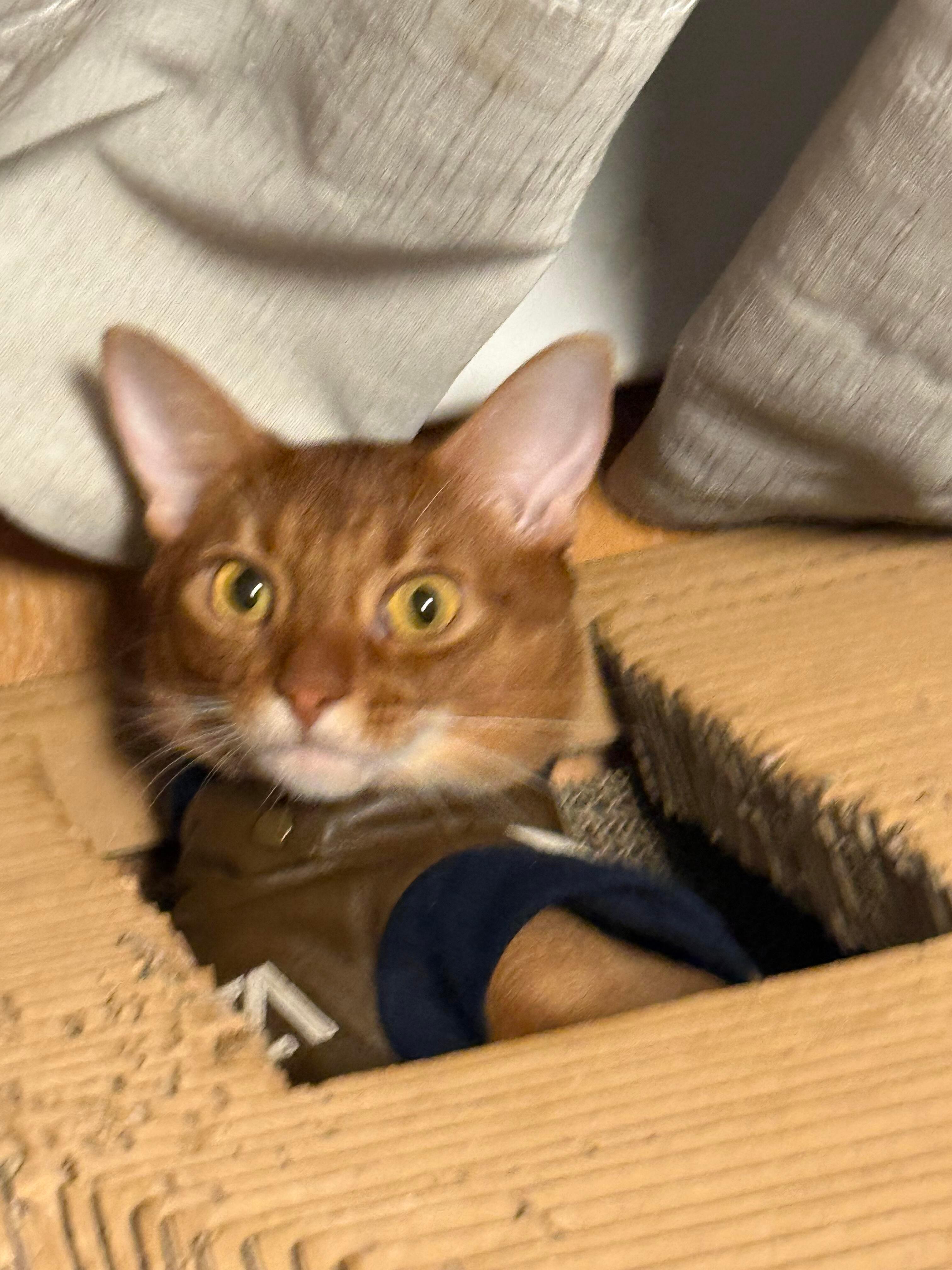 埃及佬返回祖屋 ​​​