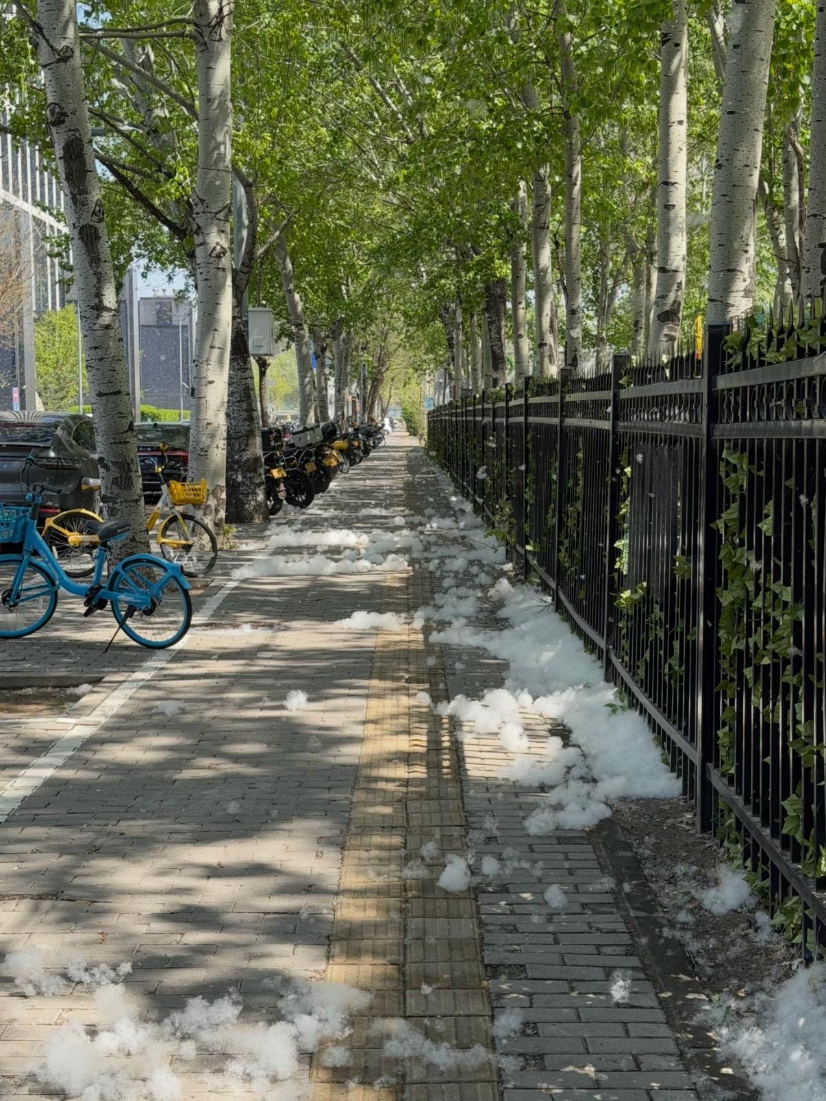 官方回应为什么不能把杨柳树都砍了我记得小时候也没见过这么多杨絮柳絮，怎么现在这么