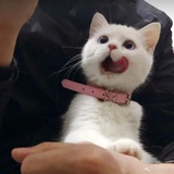 小蛹爱聊影视剧