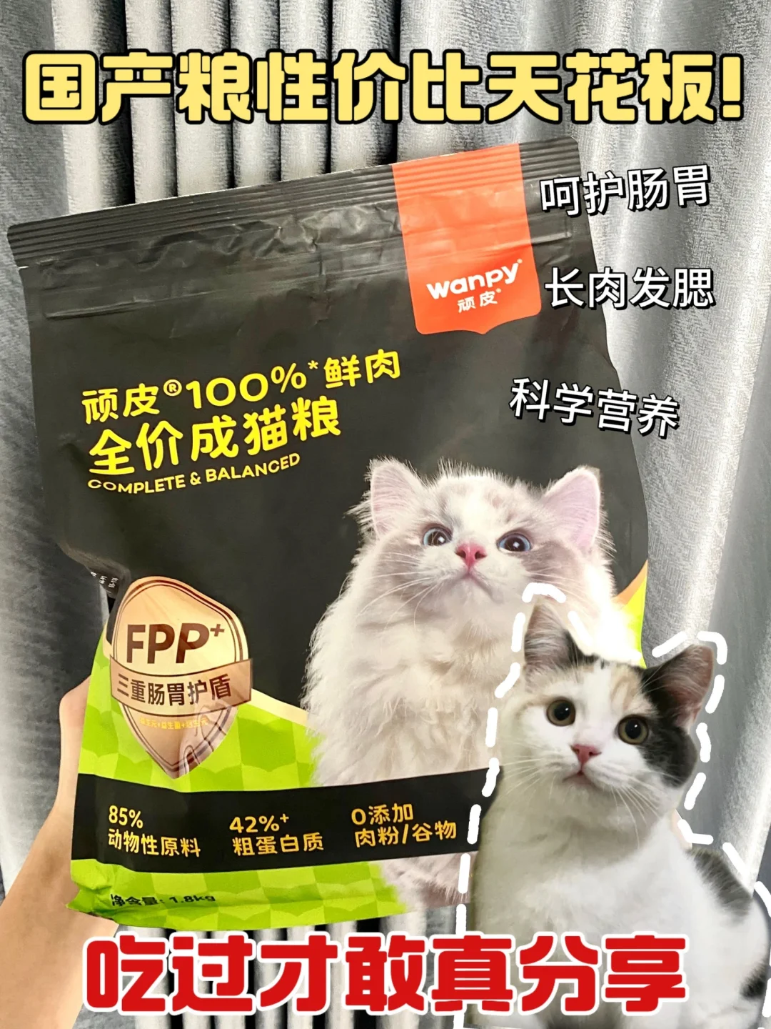 选对猫粮！猫咪才可以健康长肉！