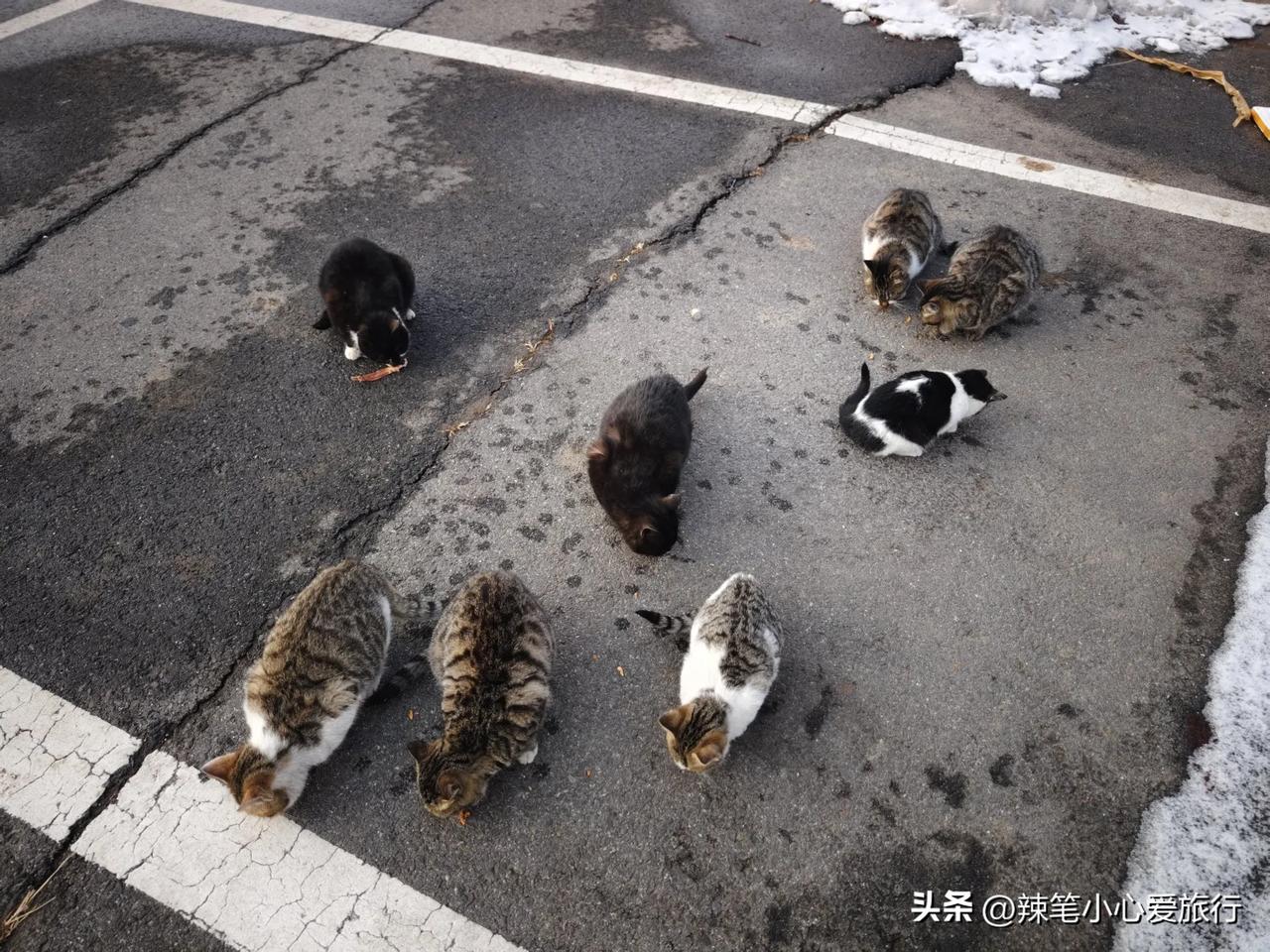 记录我的2026长春莲花山的流浪小猫，每个周末都去喂它们，好乖好乖，只要一叫花花