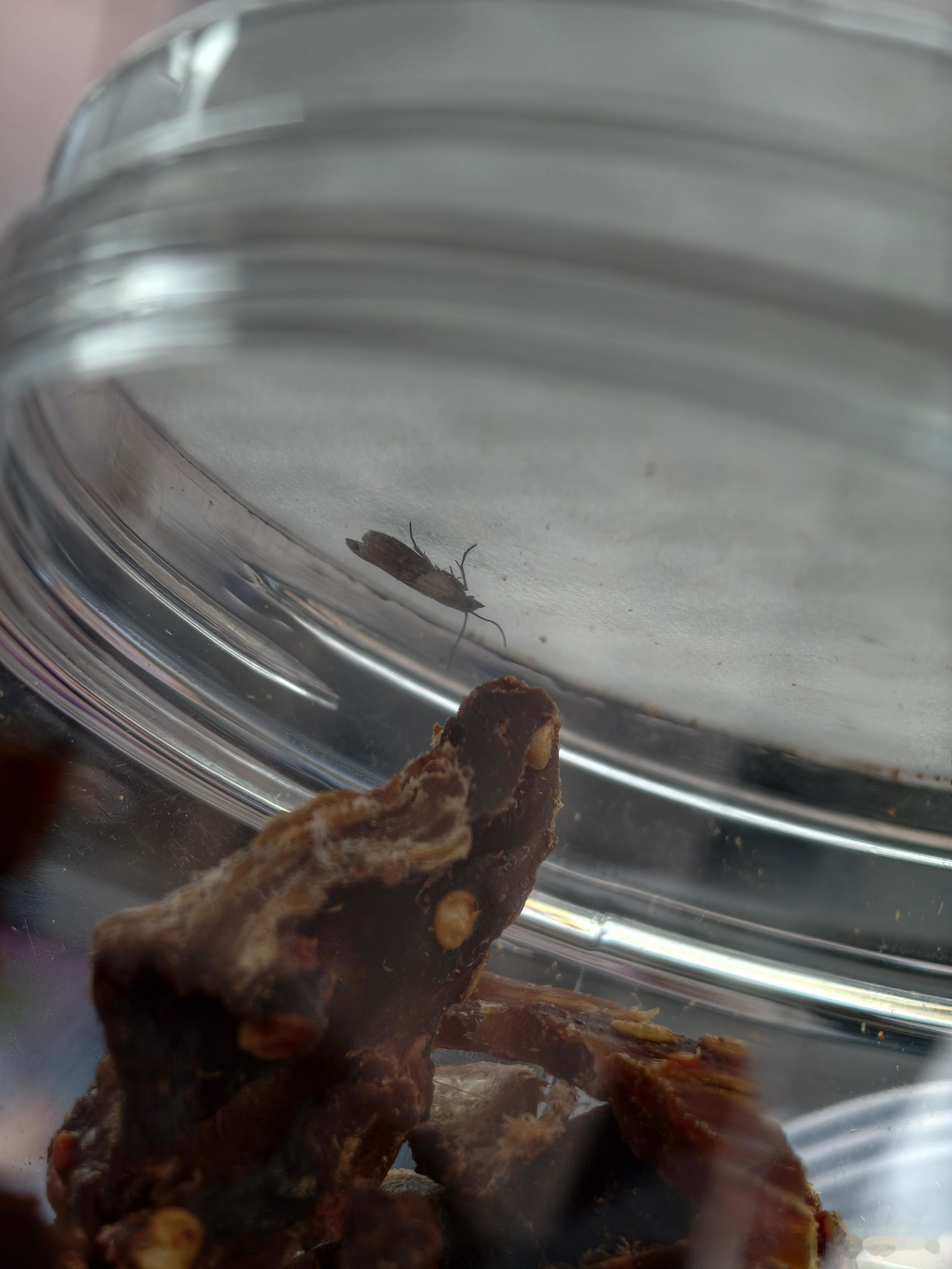 谁懂！饿的头晕目眩，拿出牛肉干，一晃眼发现里面有虫子的冲击感！！差点我就吃了