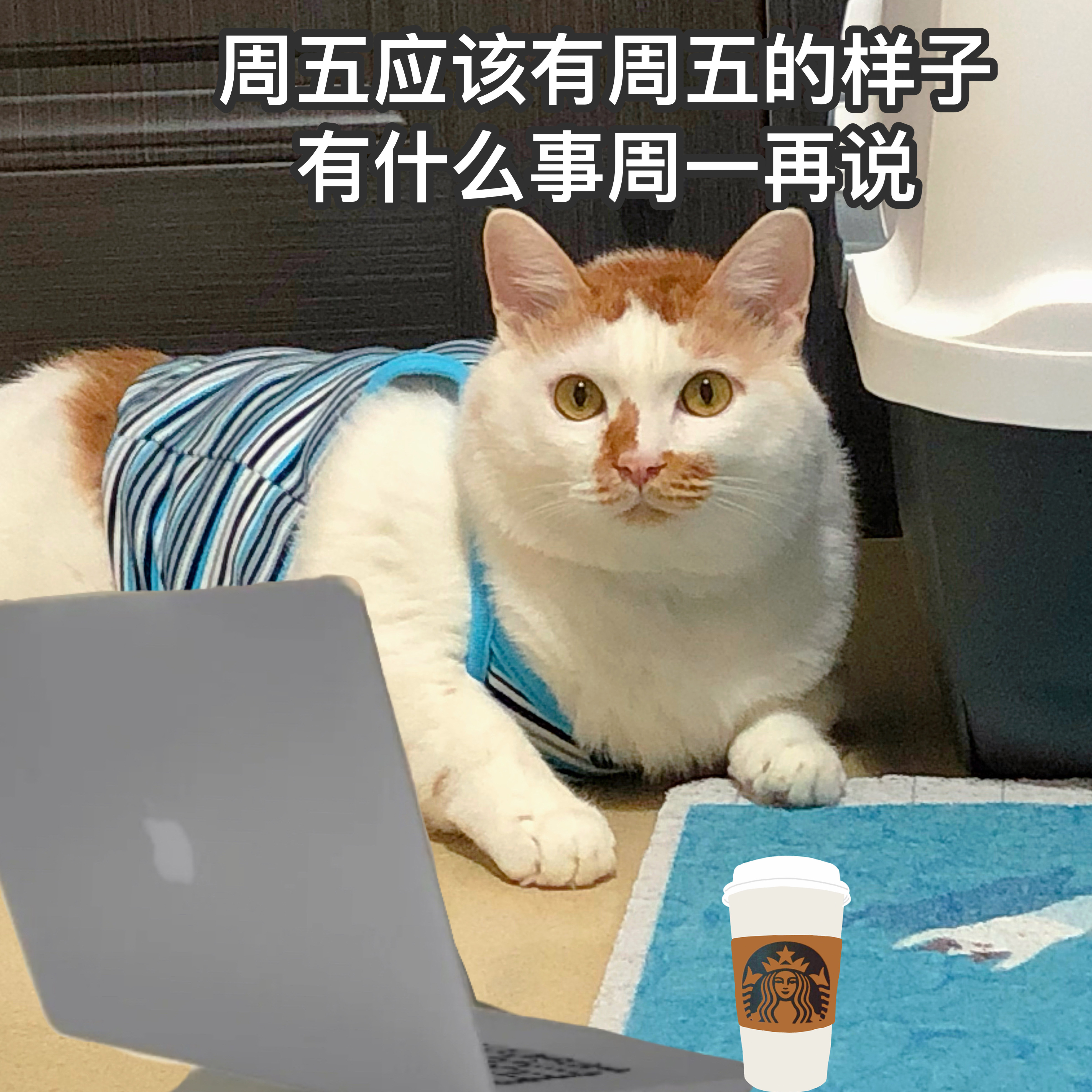 《打工猫的一天》早知道上班这么累，当初就在家里啃老好了[悲伤] ​​​