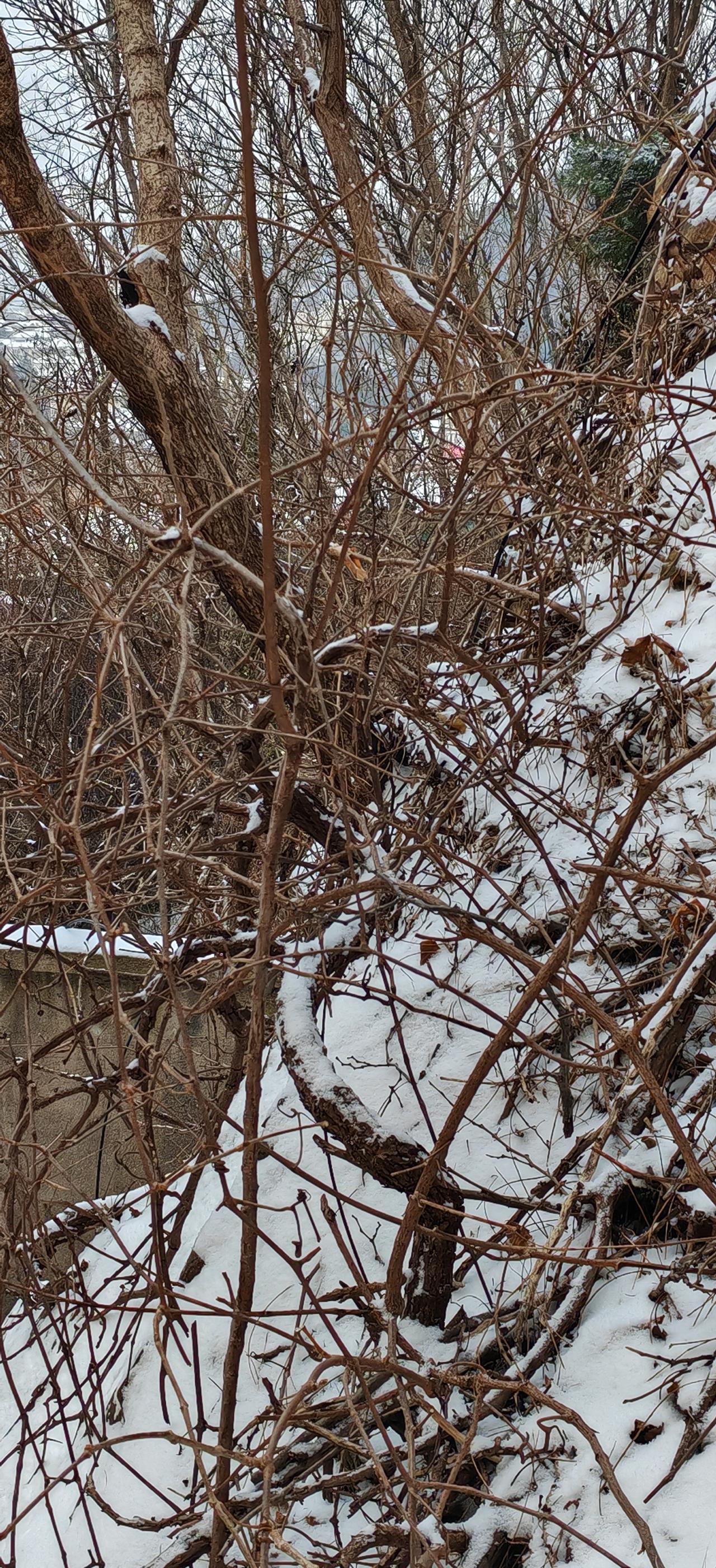 雪中的树，格外凄美
       树在冬天里，树叶都掉落了，为了躲避寒冷，保护自