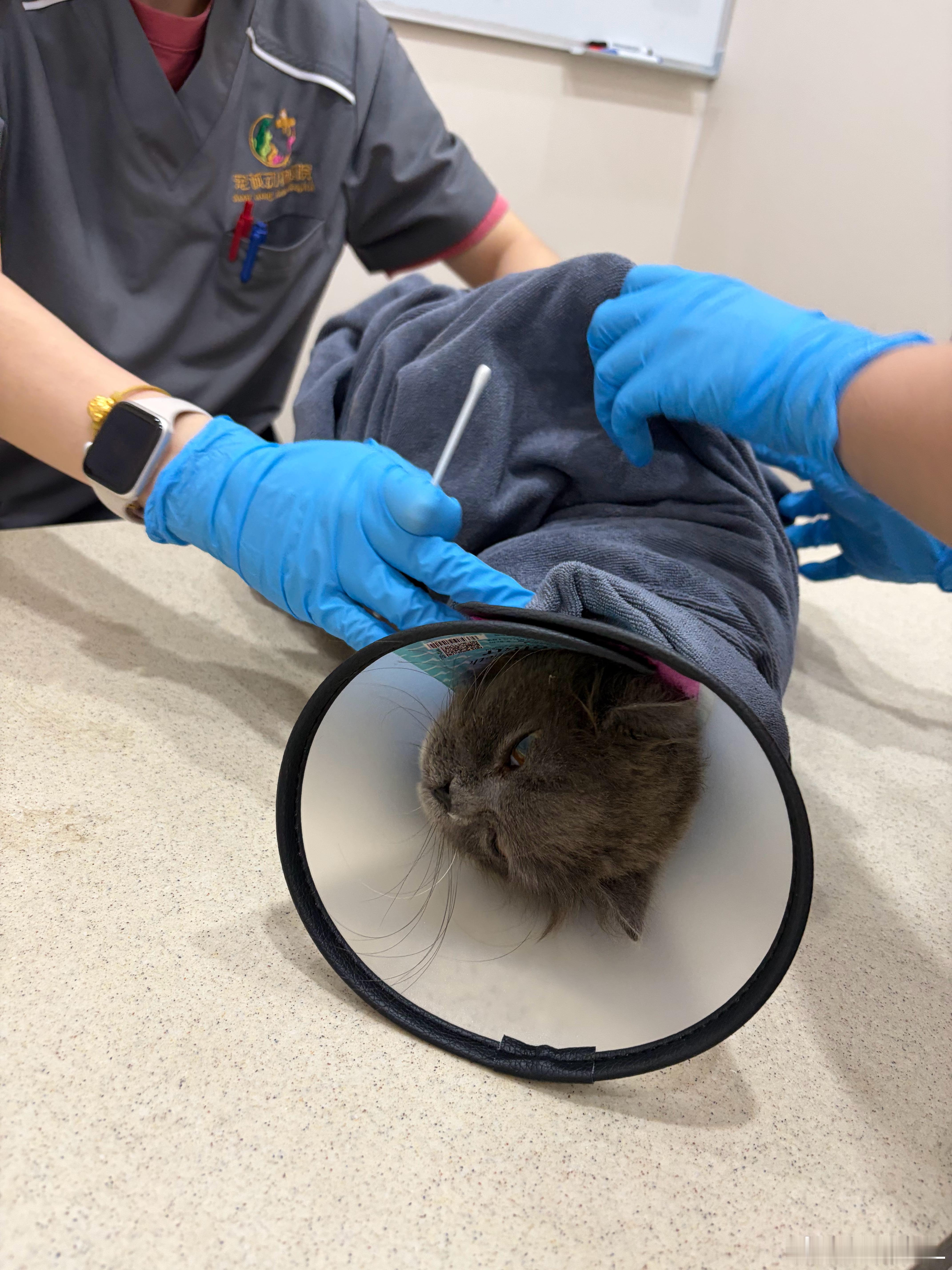带捡来的小猫咪🐱去医院做全套检查啦！陌生环境全程体检居然打起呼噜，乖得不行，当