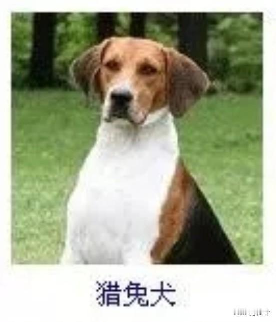 菩萨蛮8·猎兔犬
       斑毛轻缀春茵上，垂耳凝眸机警藏。鼻吻辨风香，肢轻