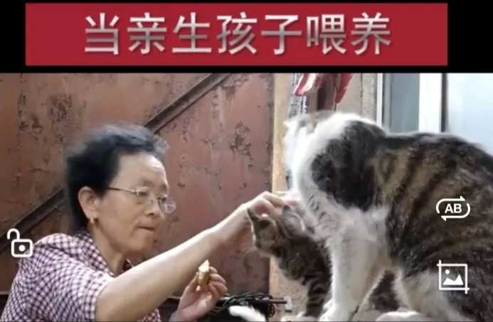 老人从1993年开始已陆续收养了600多只流浪猫，距今已整整29年。这需要一种多