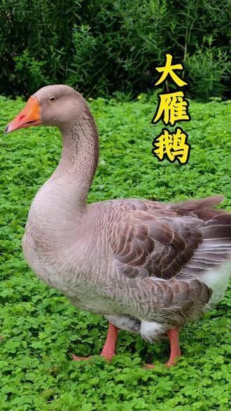 土鹅蛋与雁鹅蛋有什么不同？
      之前我在菜市场花高价，本以为淘到了正宗雁
