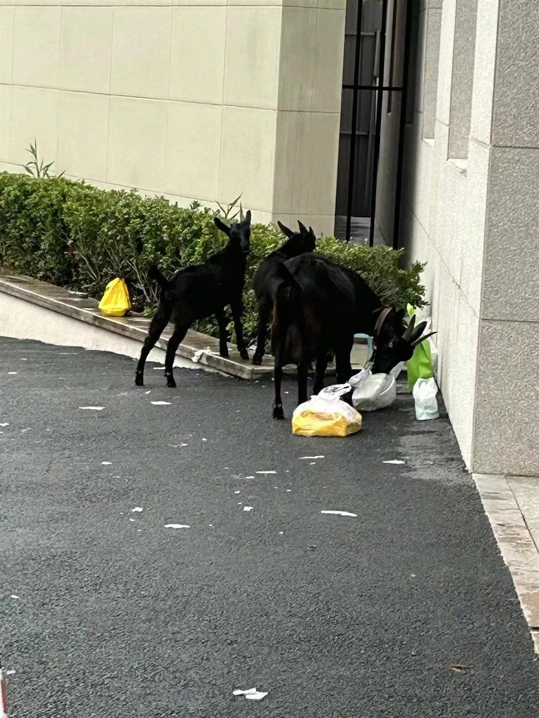 你的外卖没了的理由有多么离谱，没看到的你永远不知道你的外卖怎么没的，被狗吃了还有