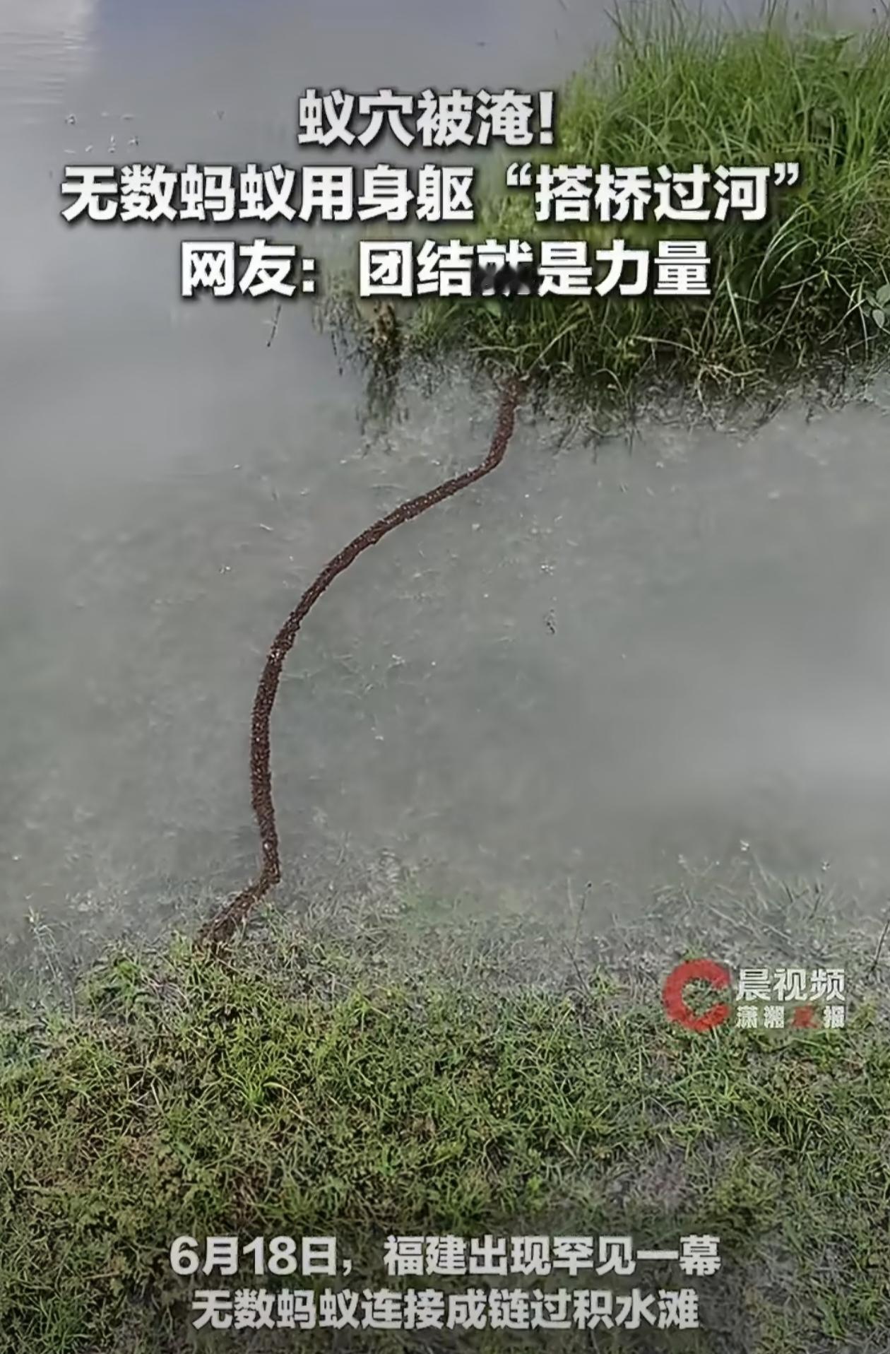 你见过蚂蚁过河吗？不是一只只游过去，而是用身体搭成一座桥，让同伴踩着过去。最近在