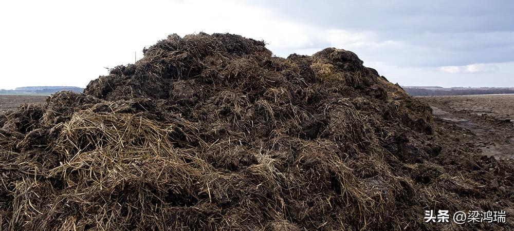 印度人正在使用粪便作为燃料

据英国广播公司报道，由于天然气短缺，印度对柴火和牛