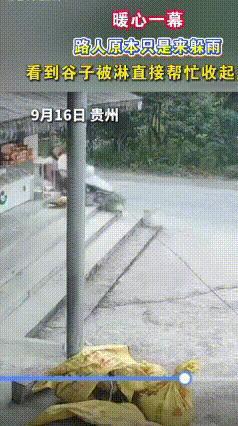 夫妻躲雨顺手帮收千斤稻，店主回家时都愣住了
 下大雨时，一对赶路的夫妻把车停在路