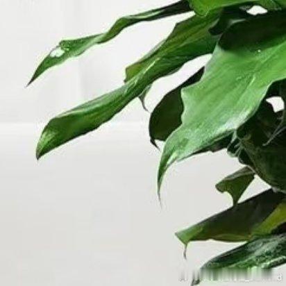 2200万年青的种植 1. 土壤花盆用疏松透气腐殖土，花盆带排水孔，忌黏重土。2