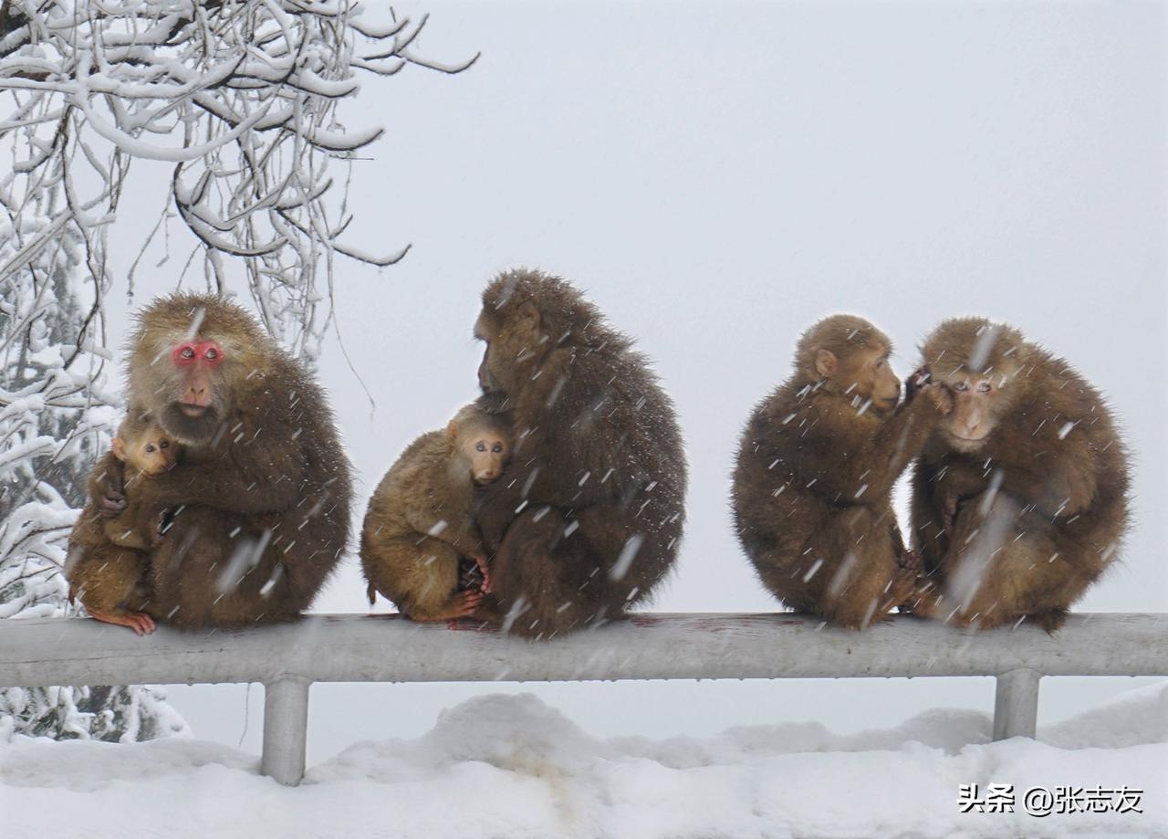 抱团取暖﹕黄山是冬天的雪景最美，若遇上一群猴子立即让你变得兴奋更加有趣。猴子在冰