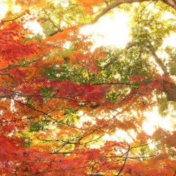 每日一善 阳光信用每日一善 记忆里的爬山虎枝叶疯长，阳光透过格子窗，课桌倒映出少